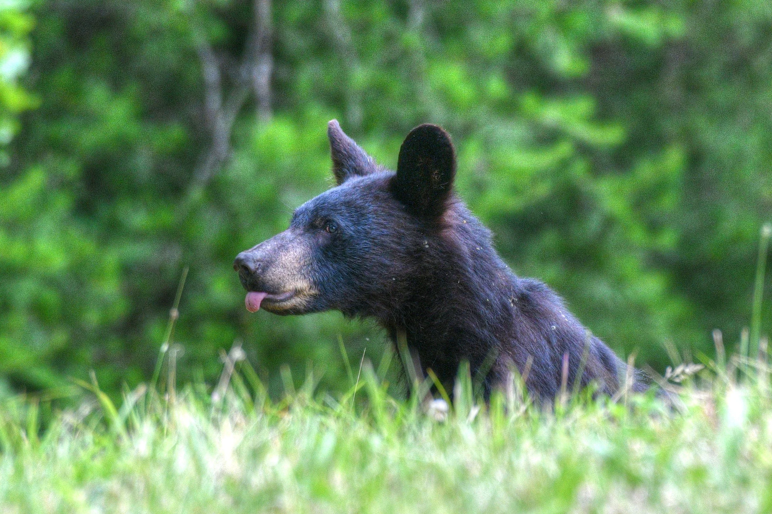 Bear-24-S.jpg