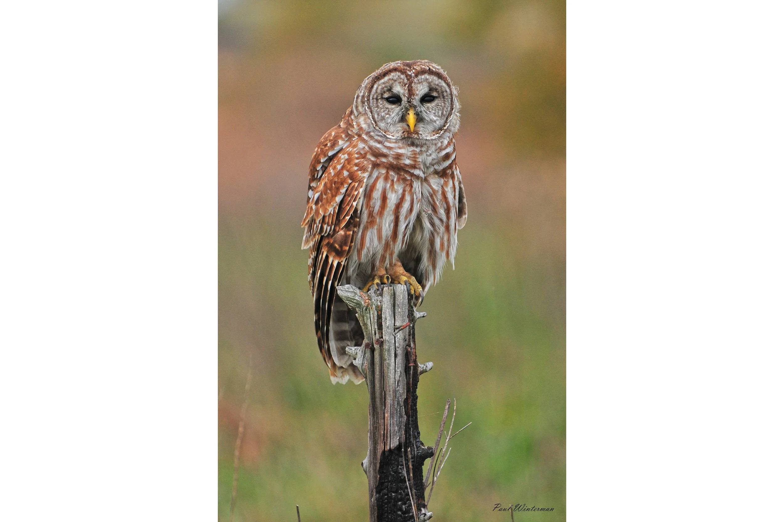 The Observer (Barred Owl)