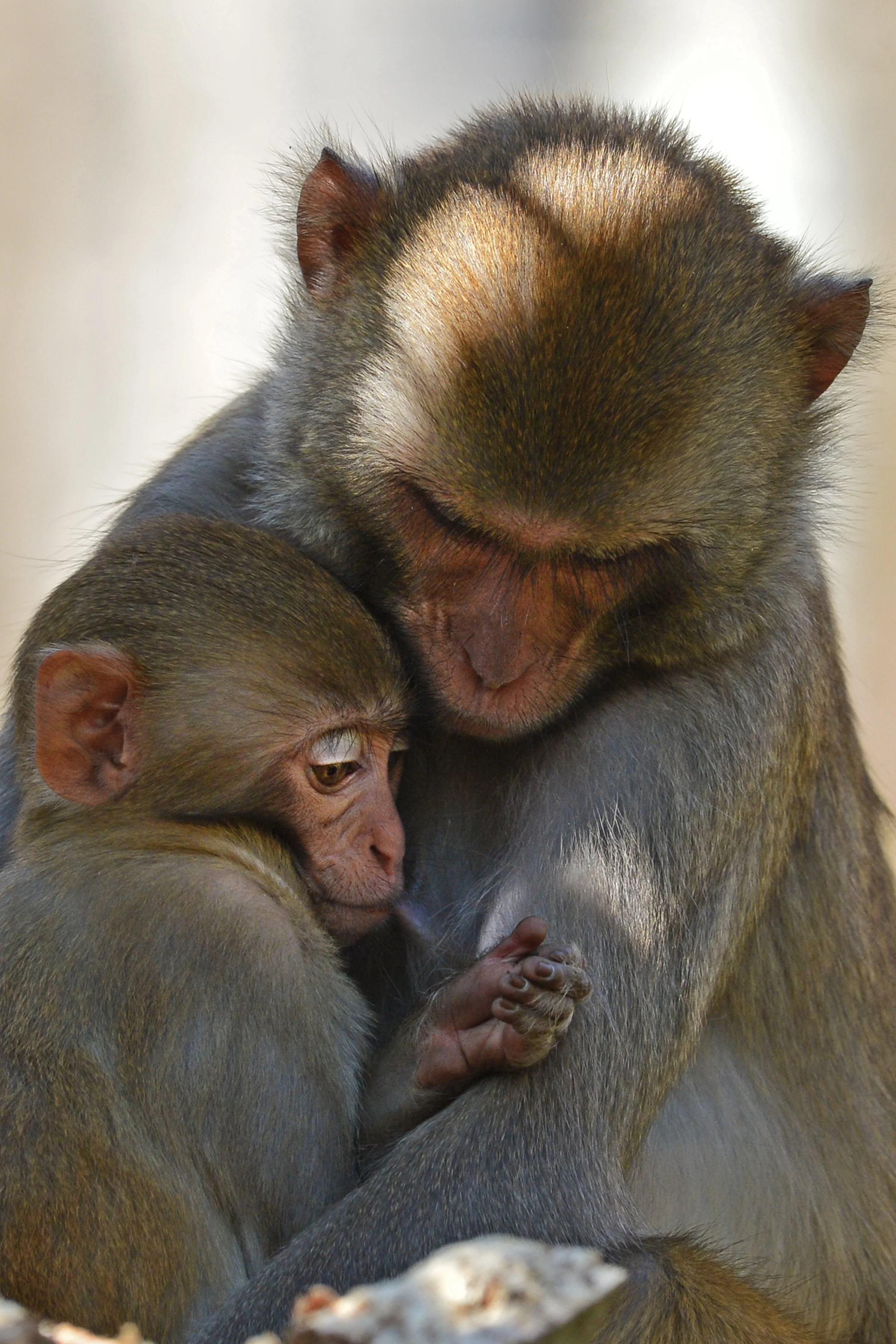 Monkey-30-S.jpg