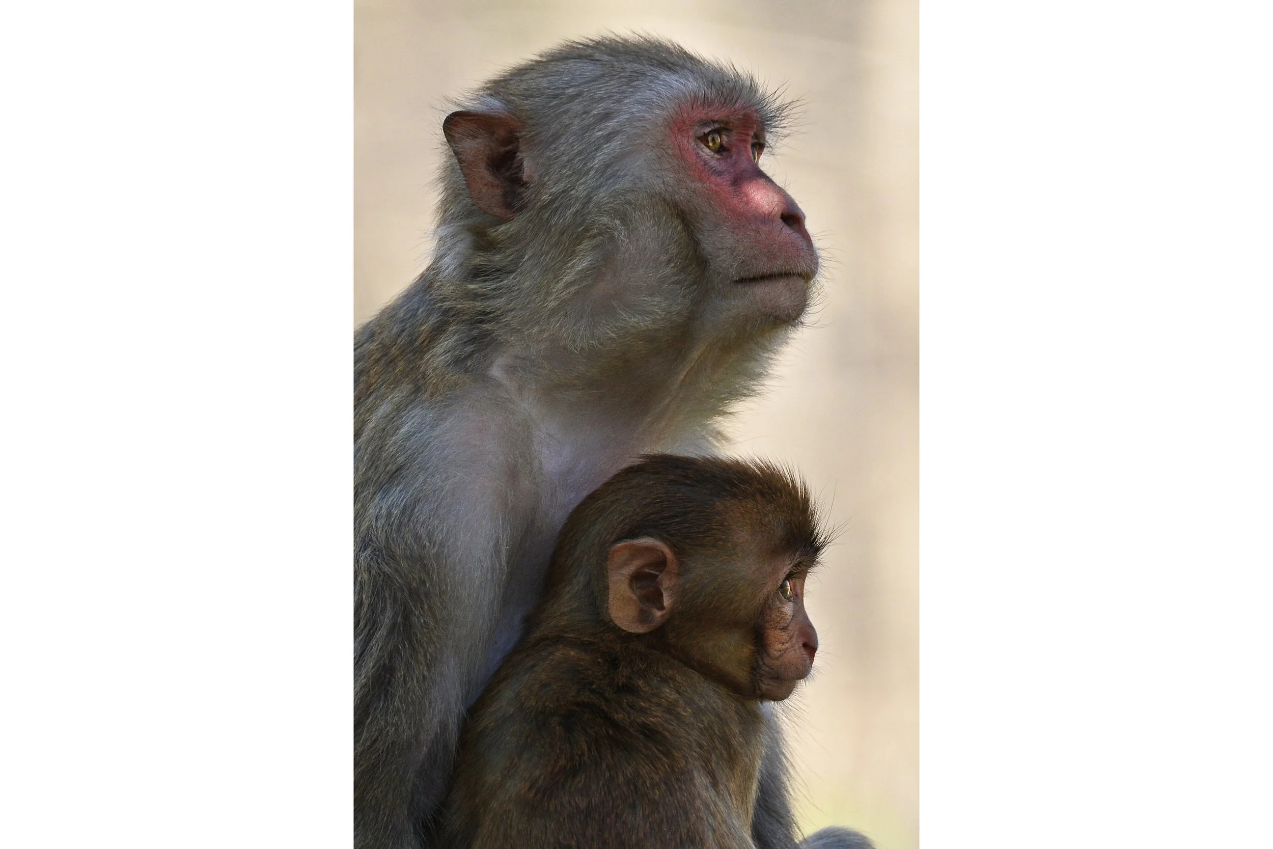 (Rhesus Monkey)