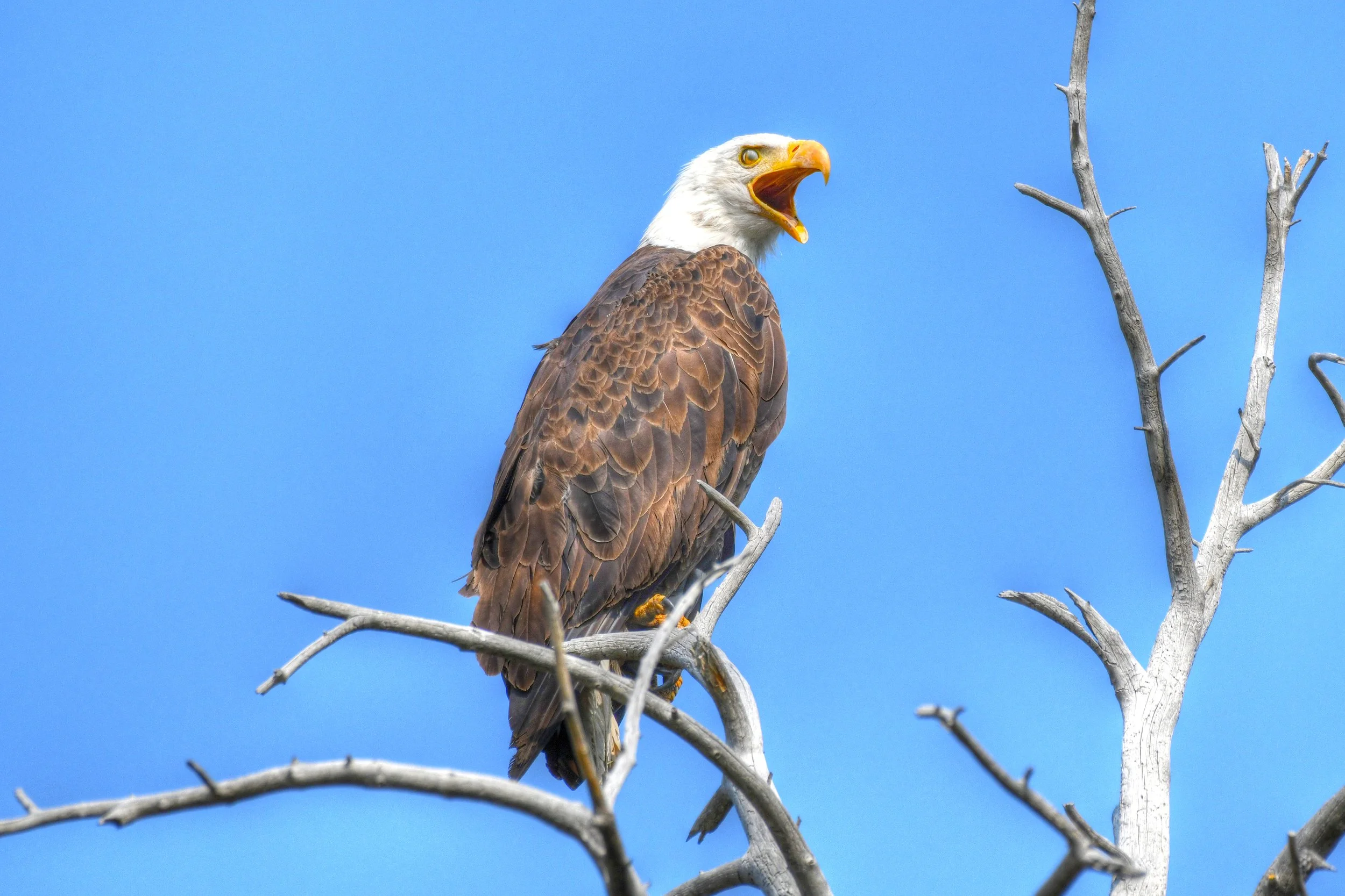Voice of the Wild (Bald Eagle)