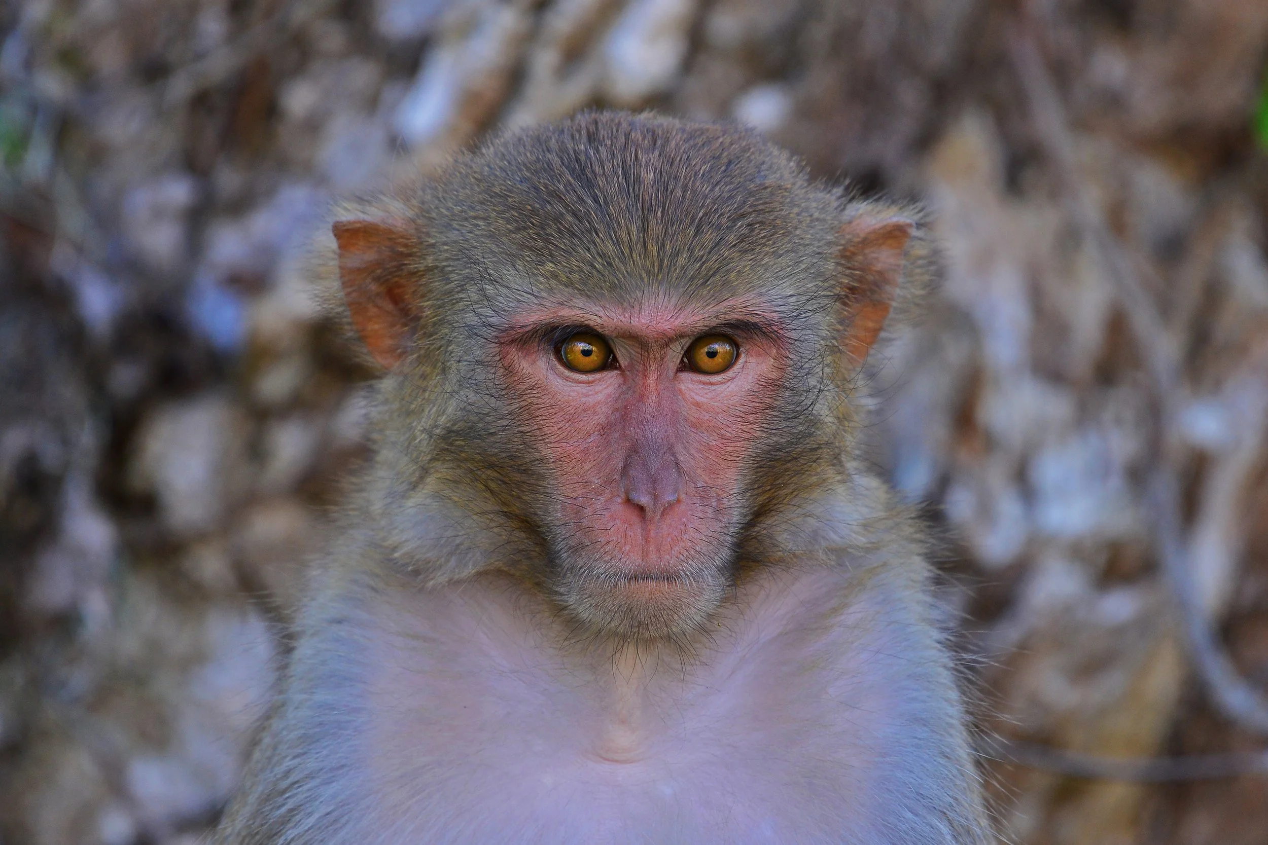 Stare Down (Rhesus Monkey)