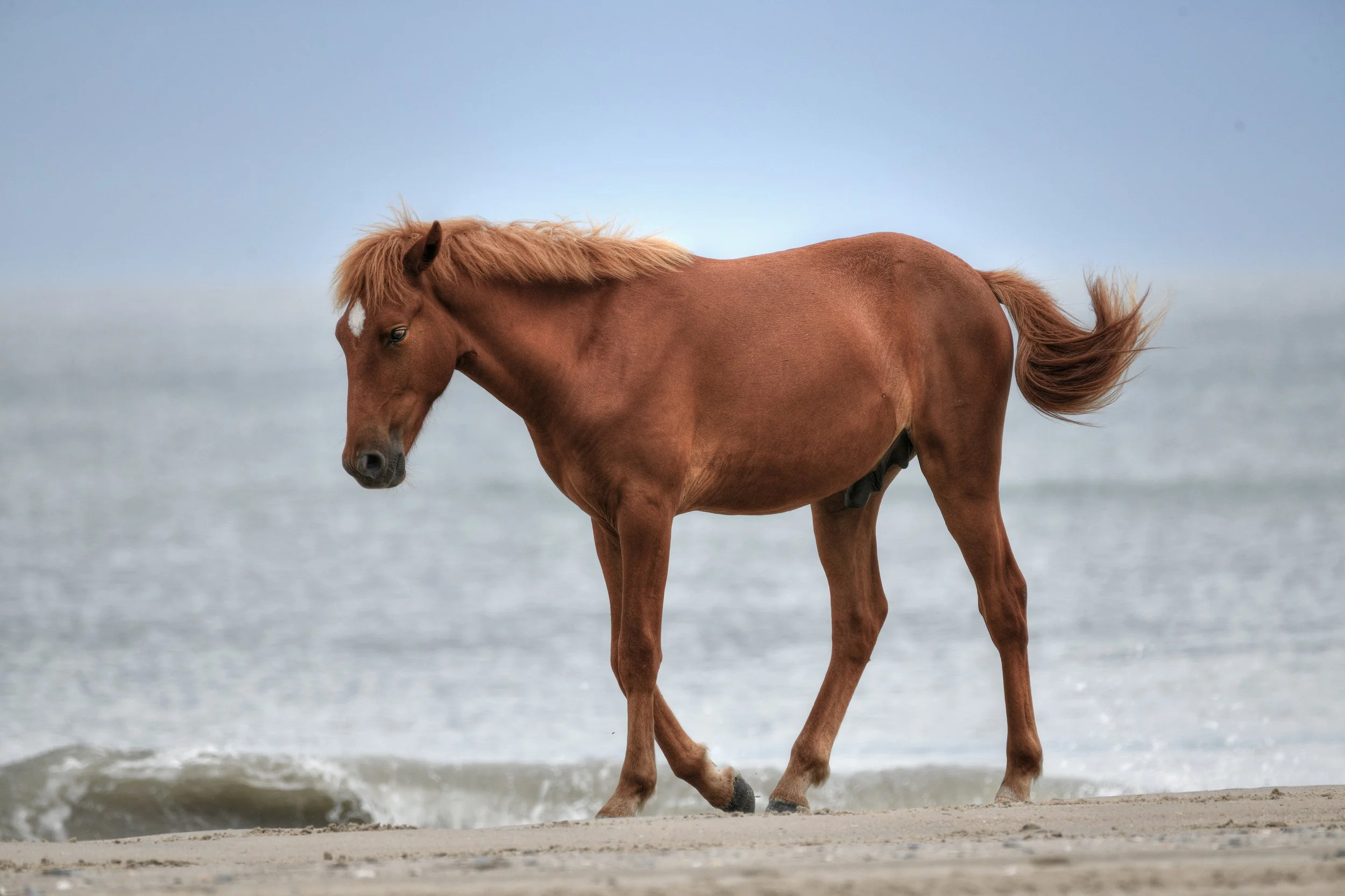 (Wild Horses)