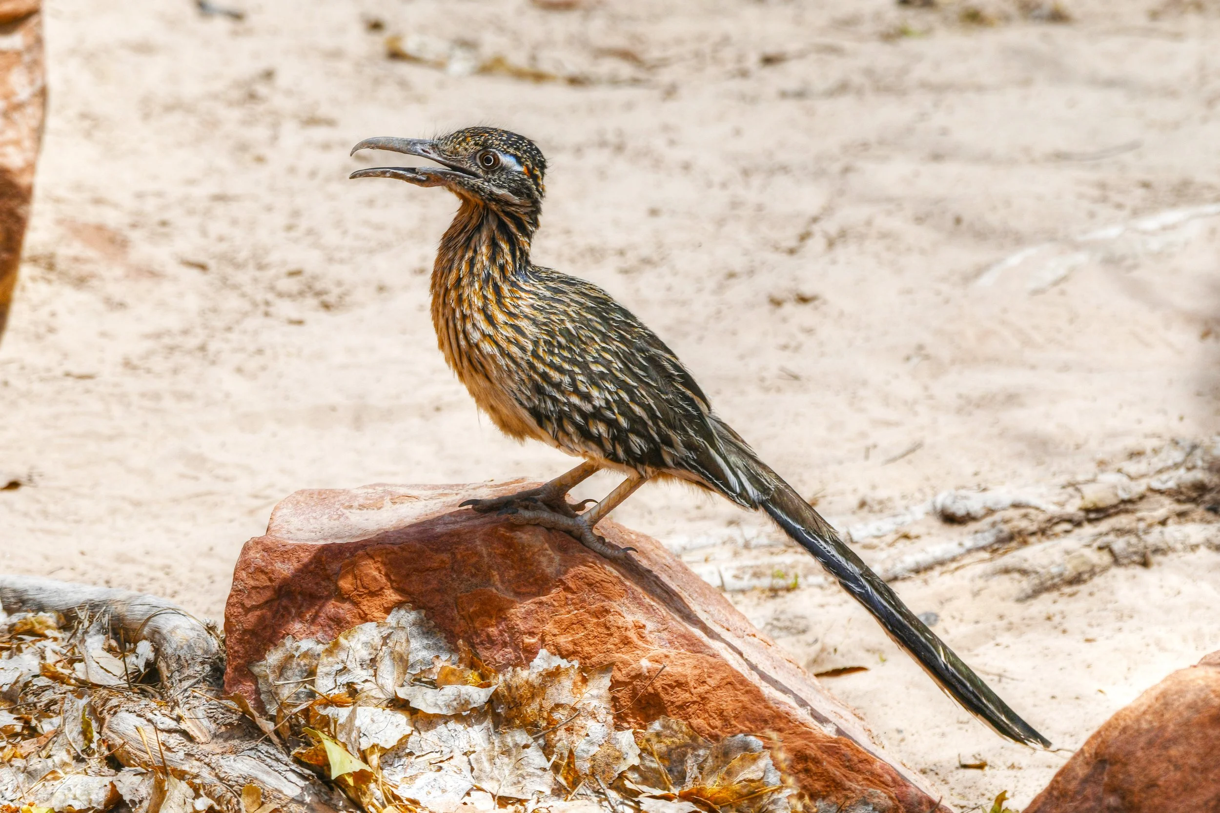 Roadrunners Realm (Greater Roadrunner)