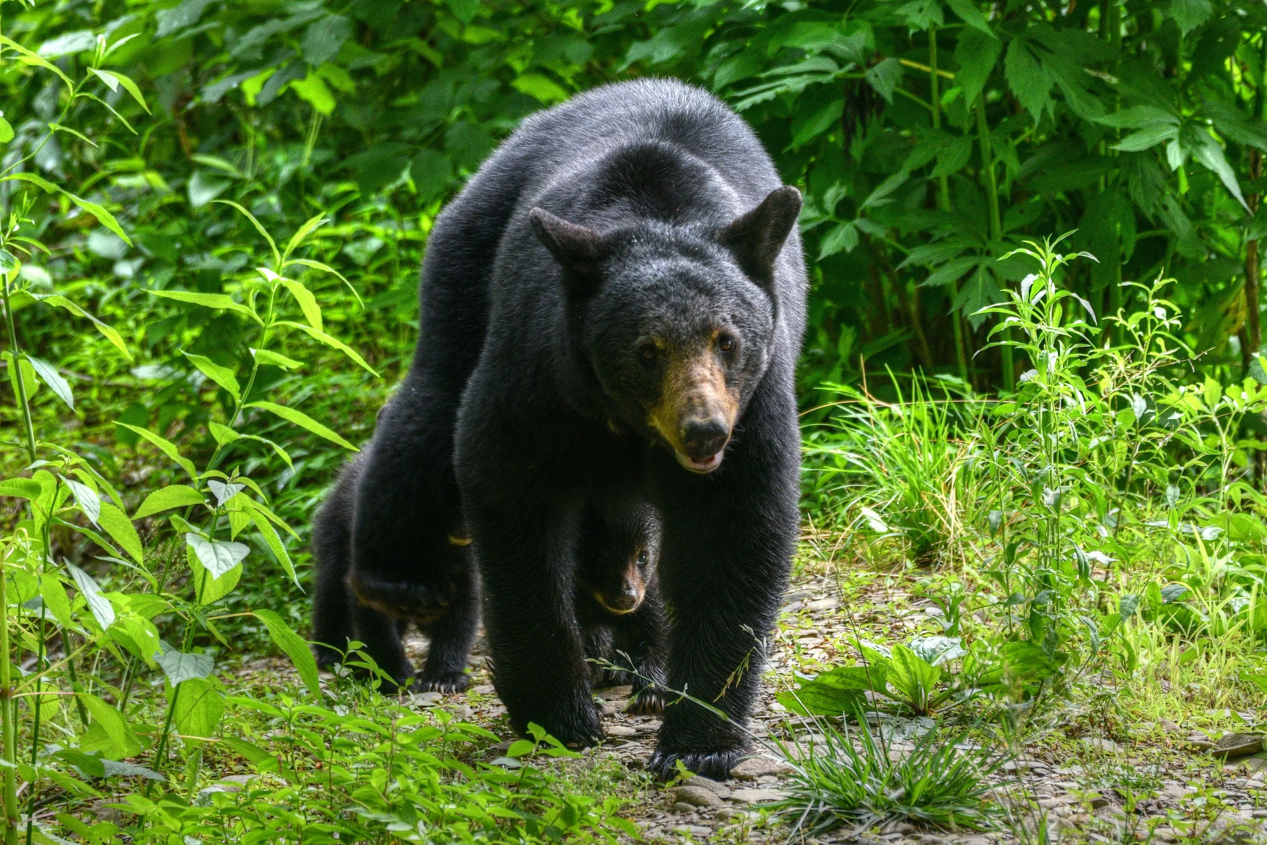 Bear-14-S.jpg