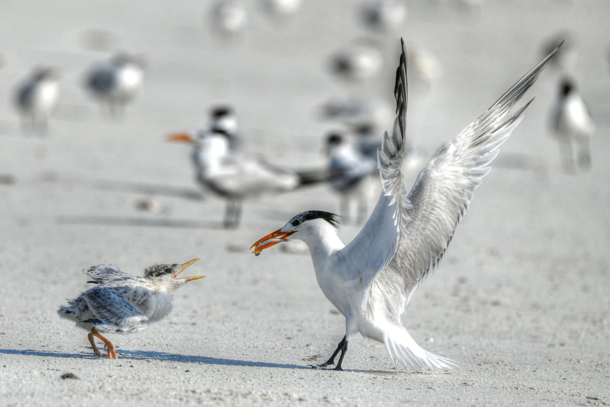 Dinner is Served (Royal Tern)