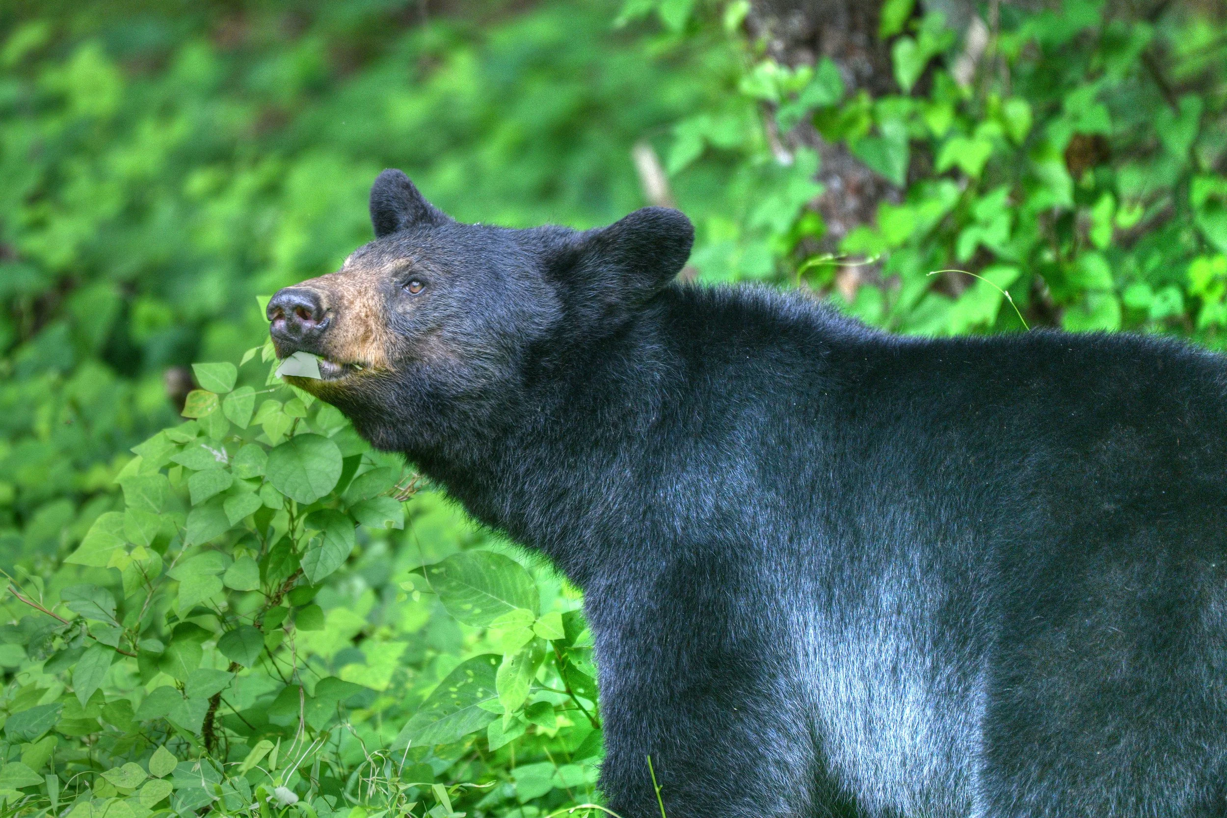 Salad (Black Bear)