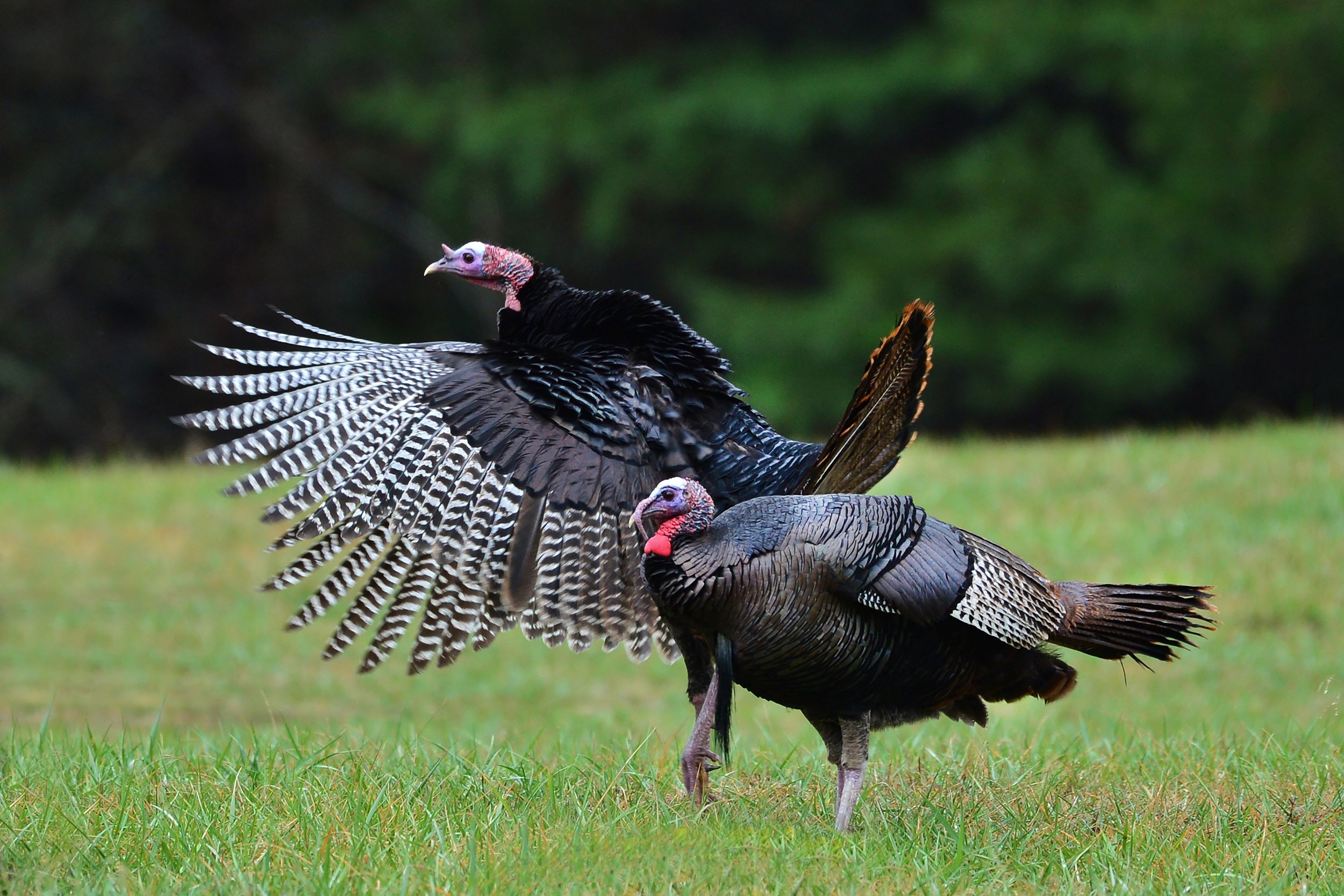 Turkey-9-S.jpg