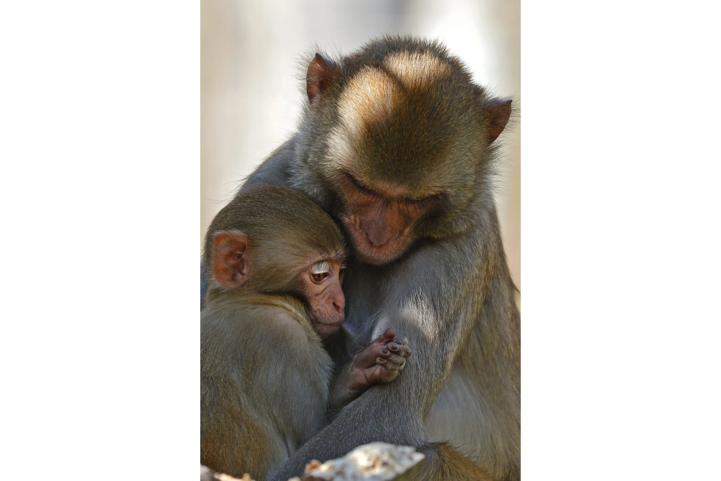 (Rhesus Monkey)