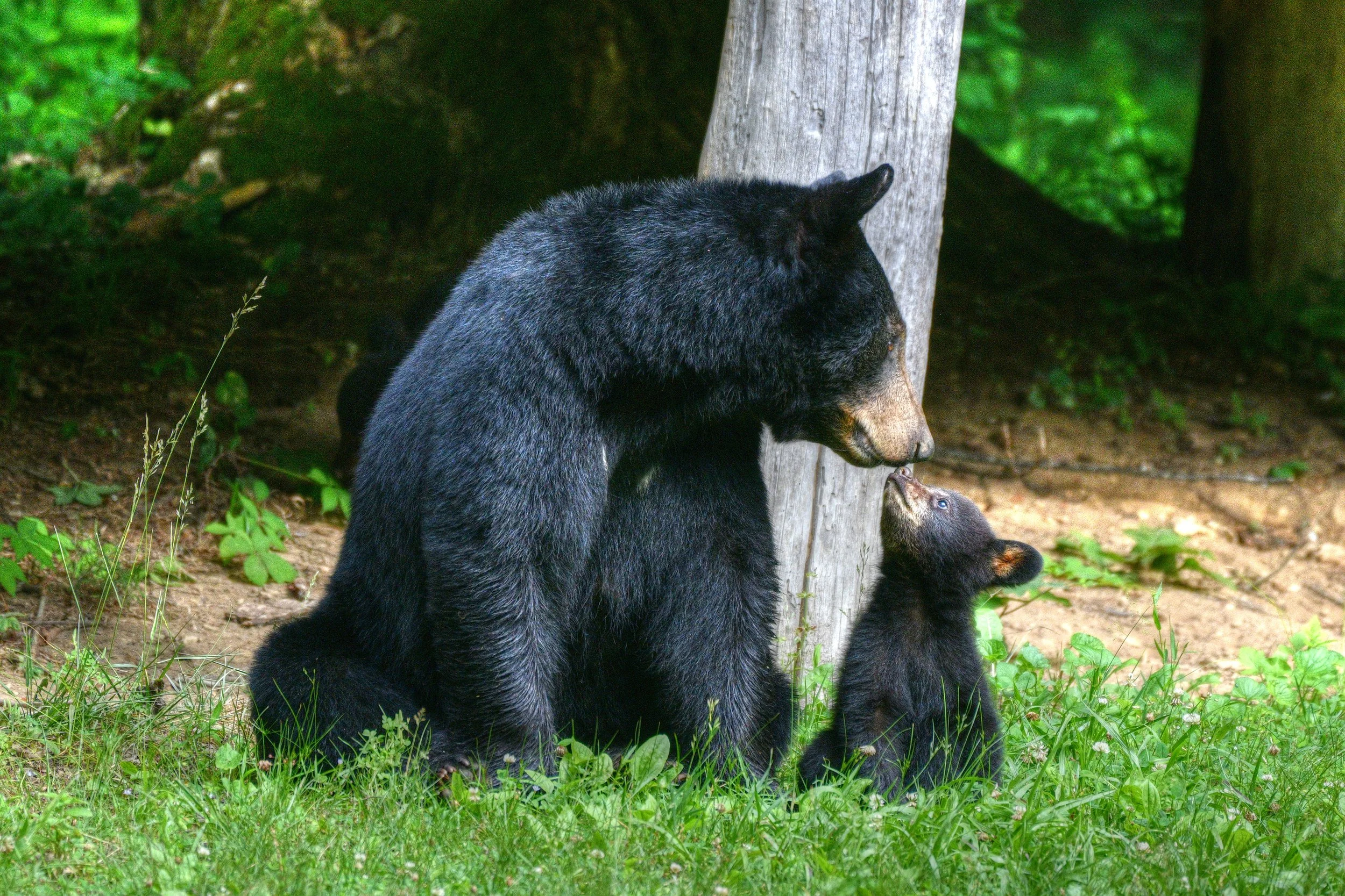 A Mother's Love