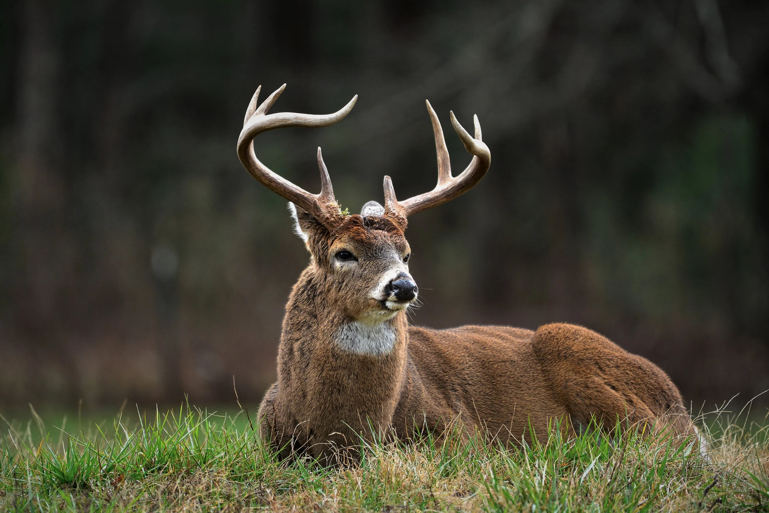 At Rest (Whitetail Deer)