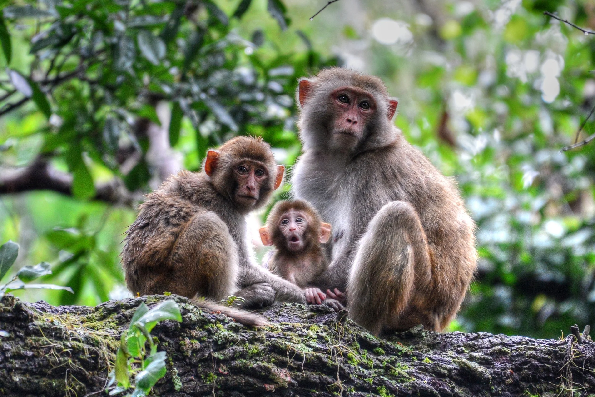 Family Ties (Rhesus Monkey)