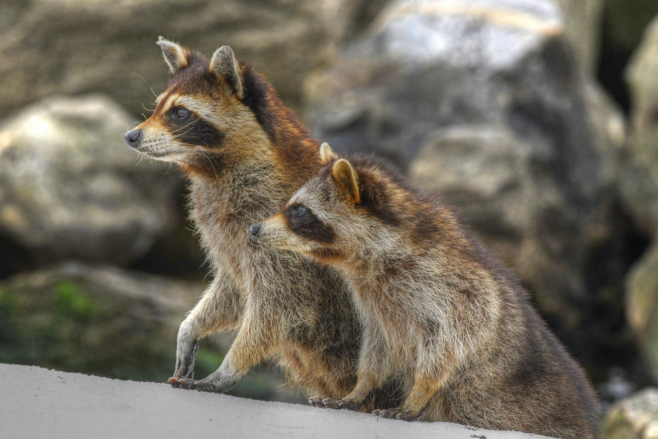 Raccoon-1-S.jpg