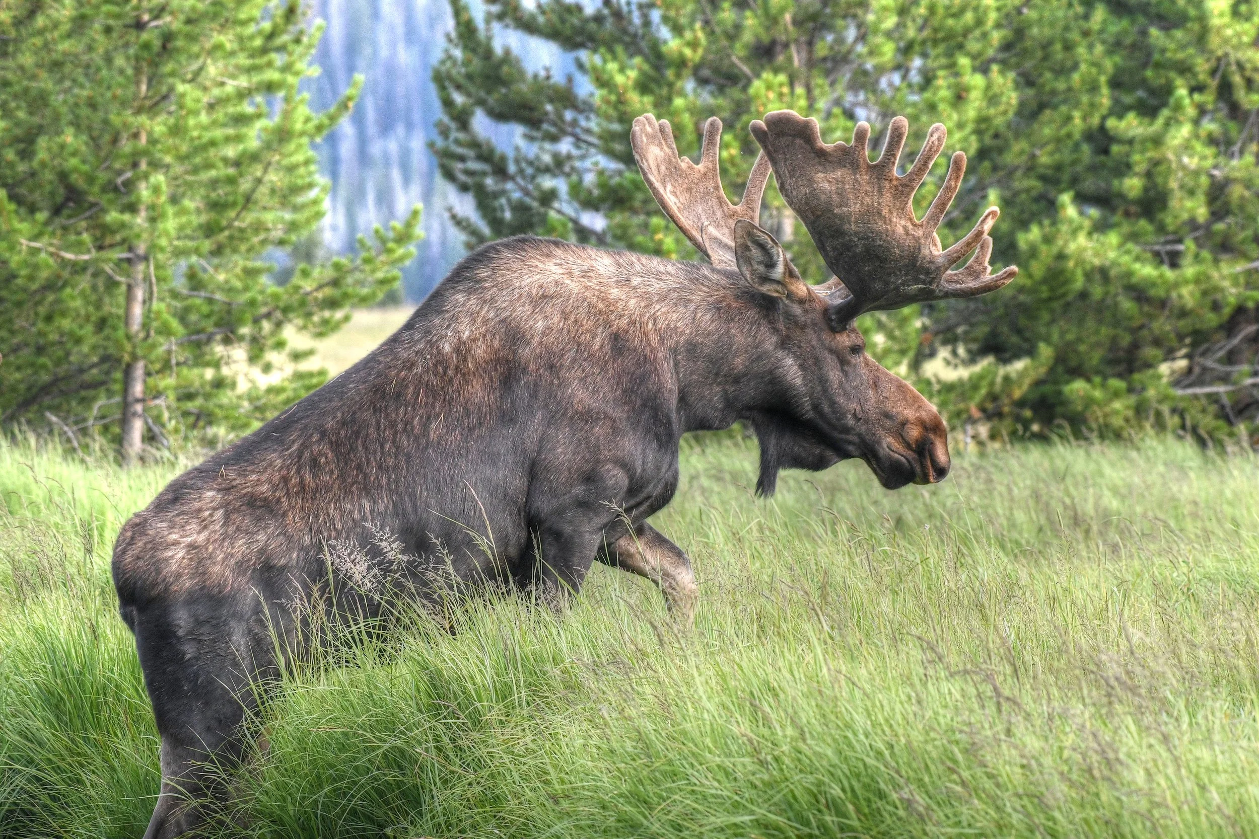 Velvet Giant (Moose) (RMNP, Colorado)