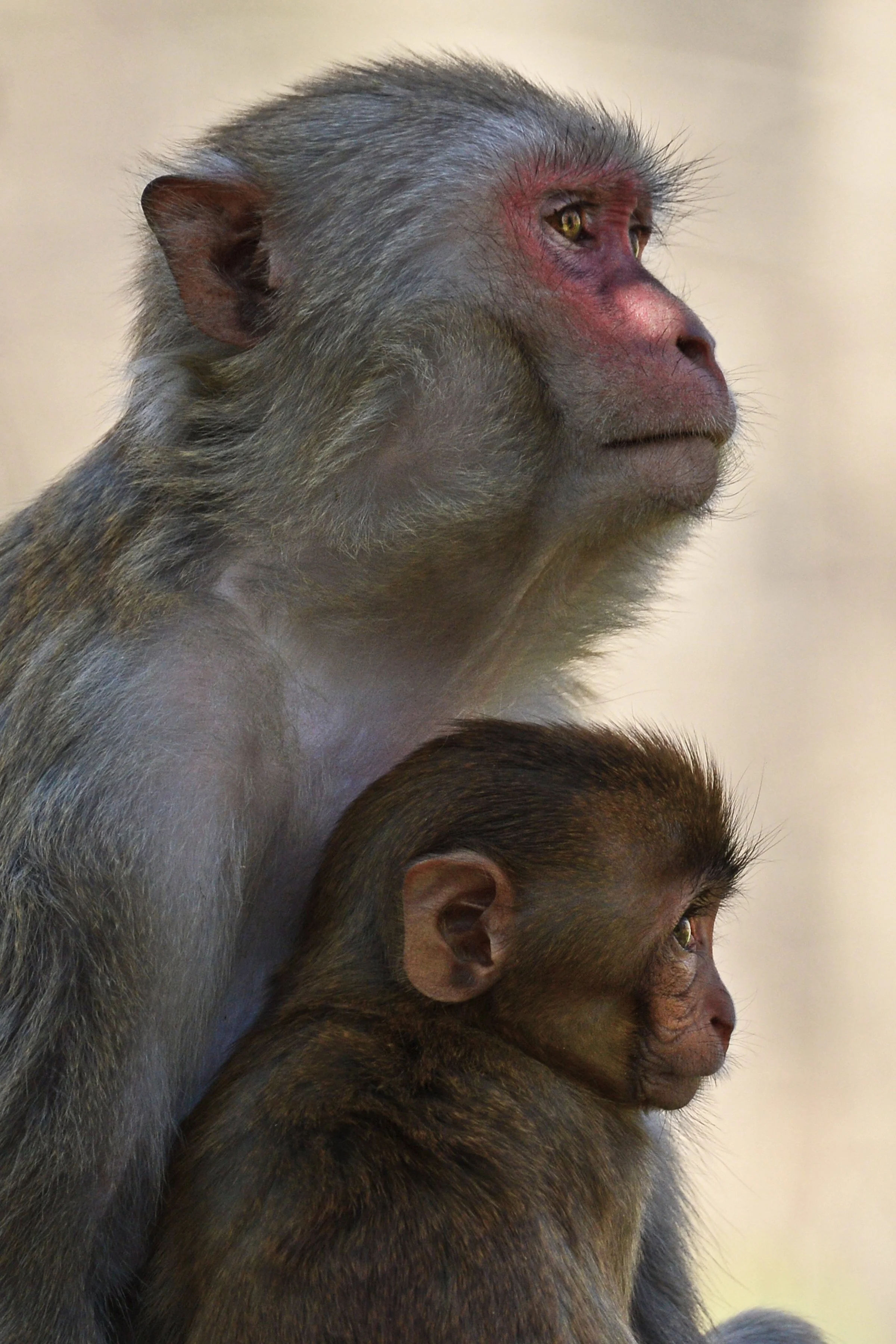 (Rhesus Monkey)