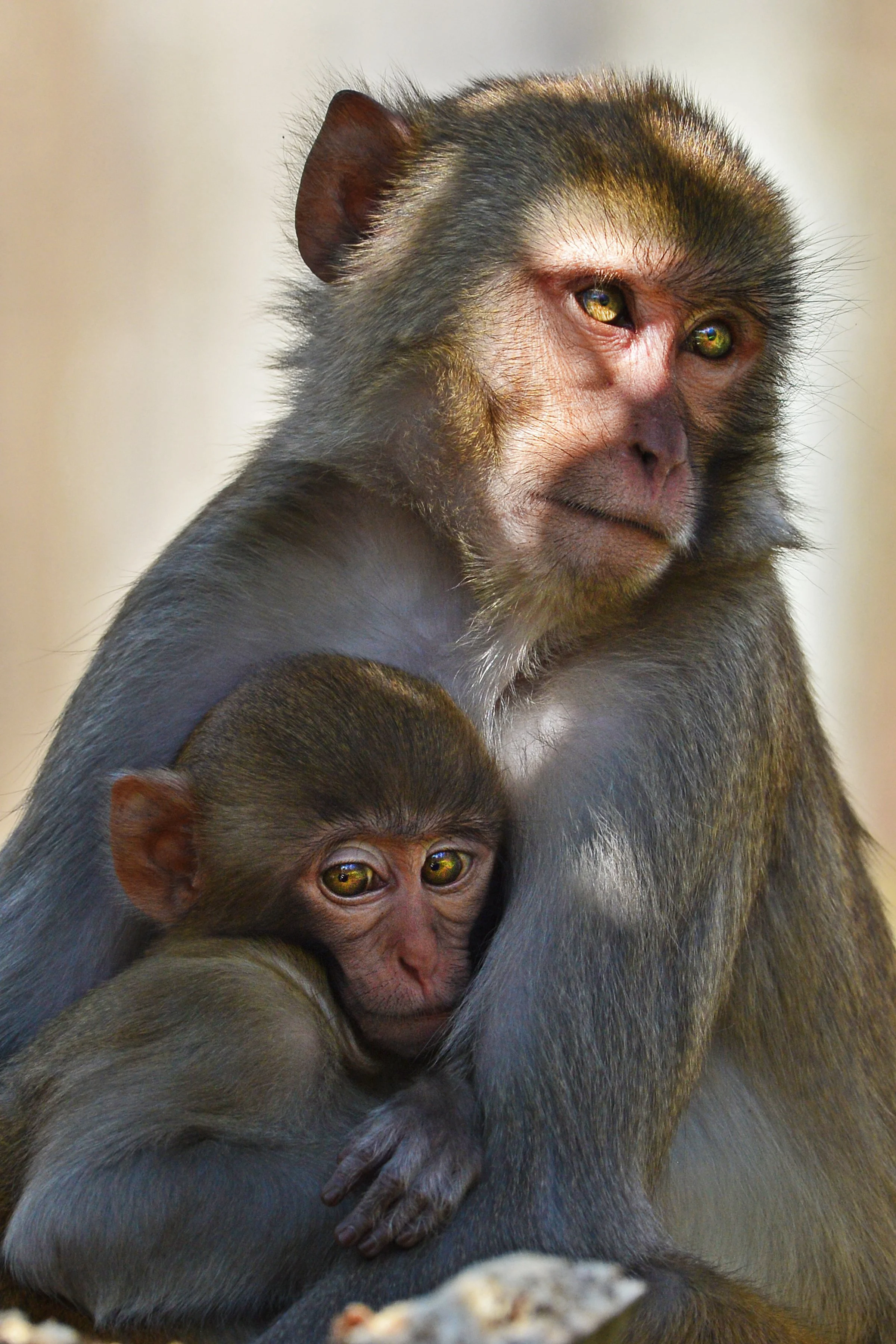 Monkey-28-S.jpg