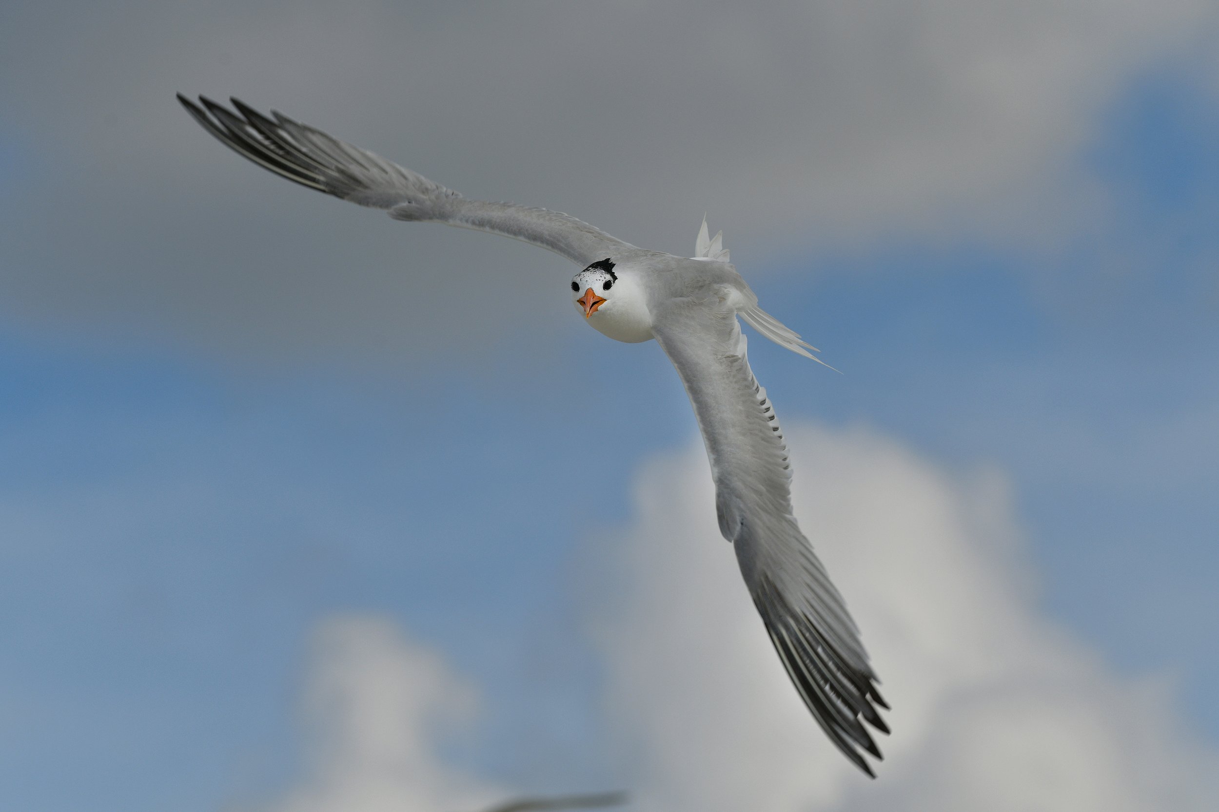 Eye of the Tern (Royal Tern)