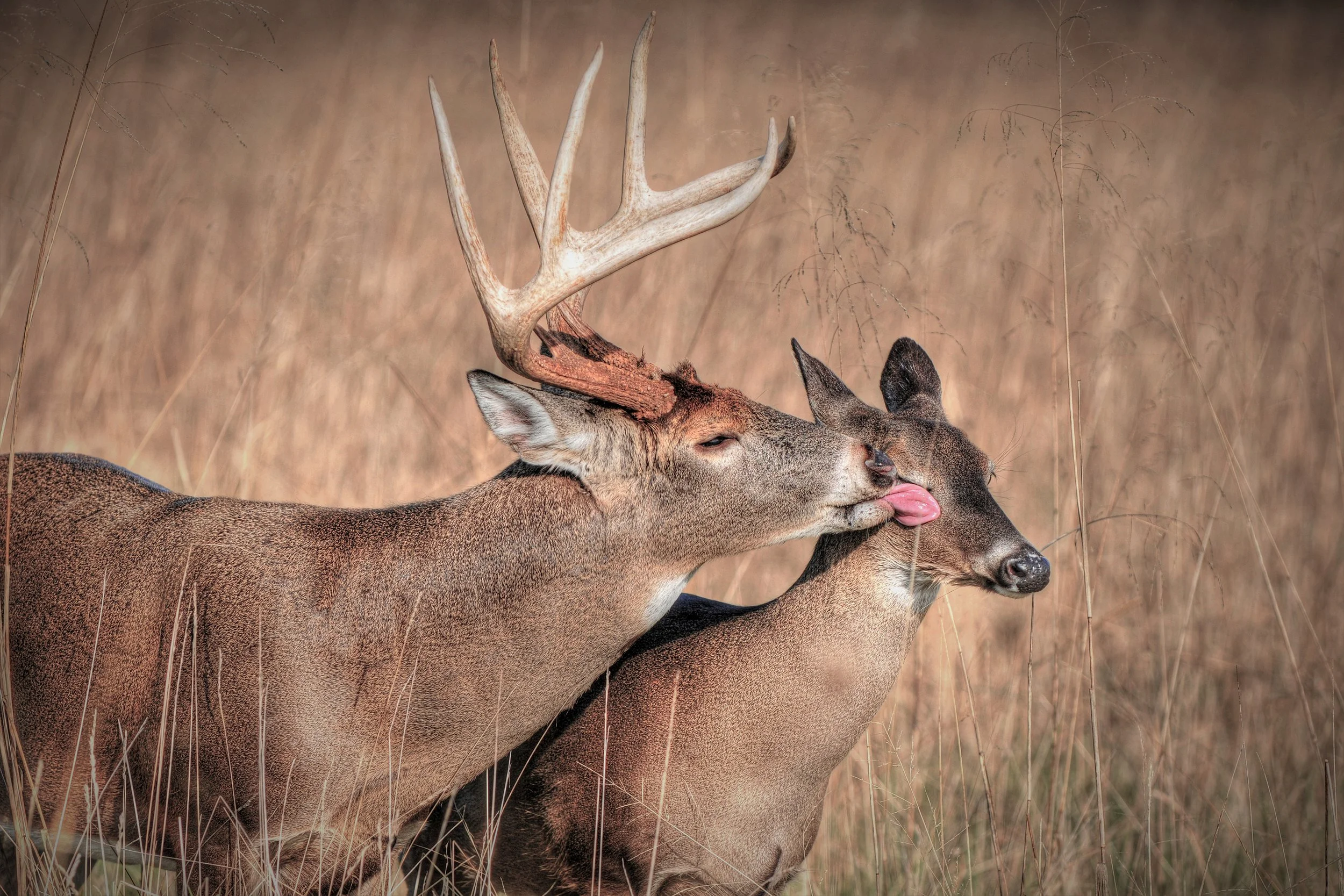Tinder Moments (Whitetail Deer)