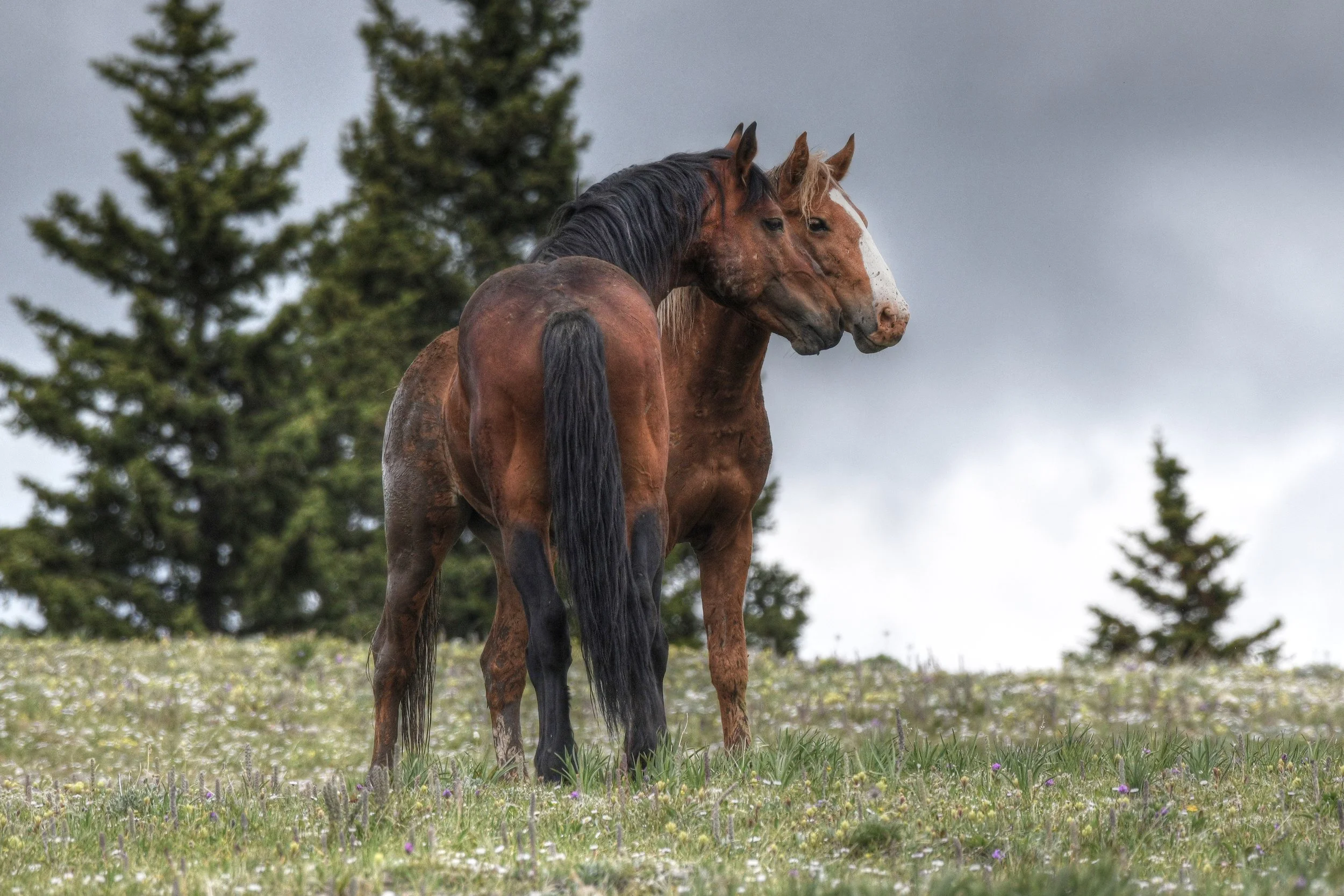 Range Companions (Wild Horses)