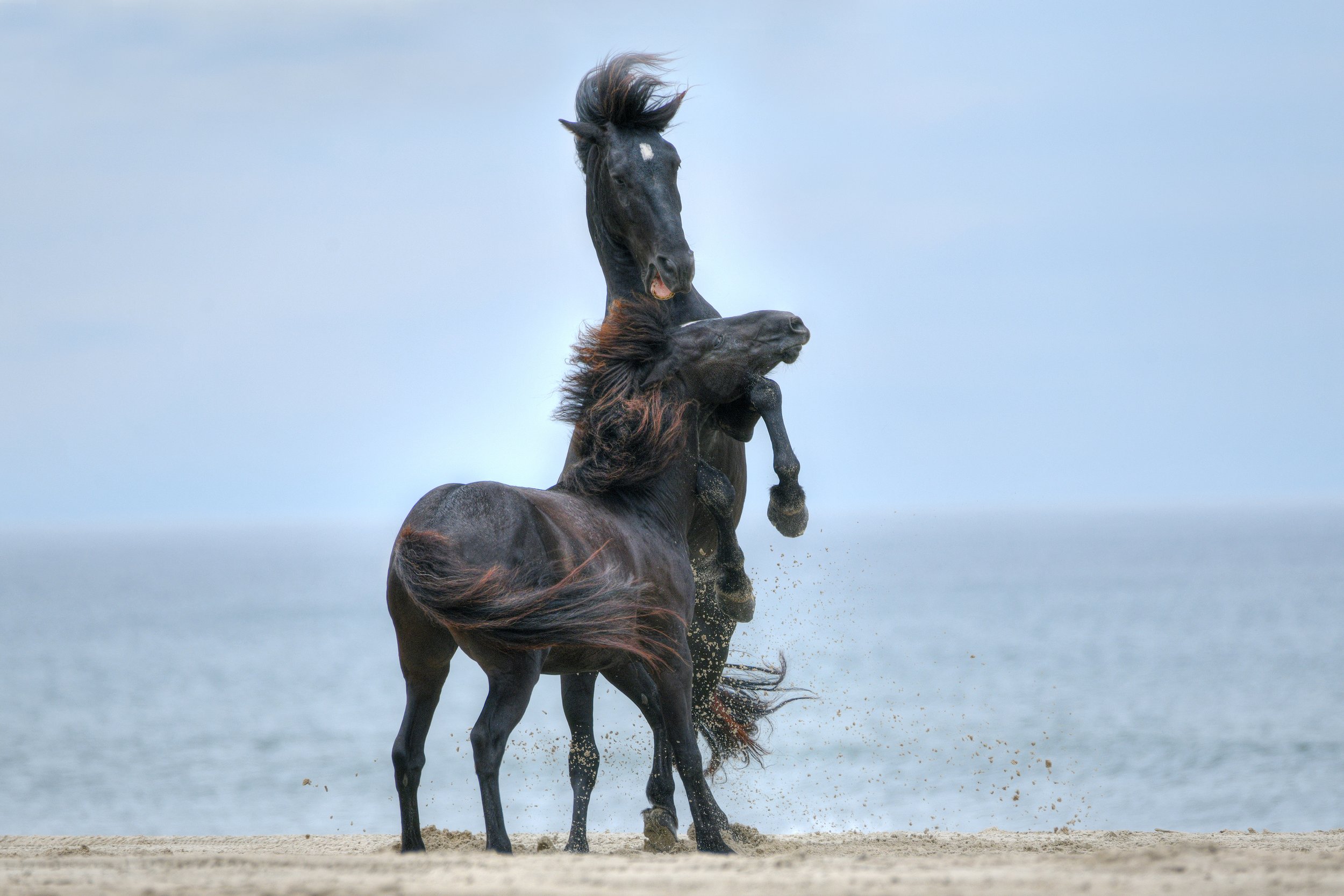 (Wild Horses)
