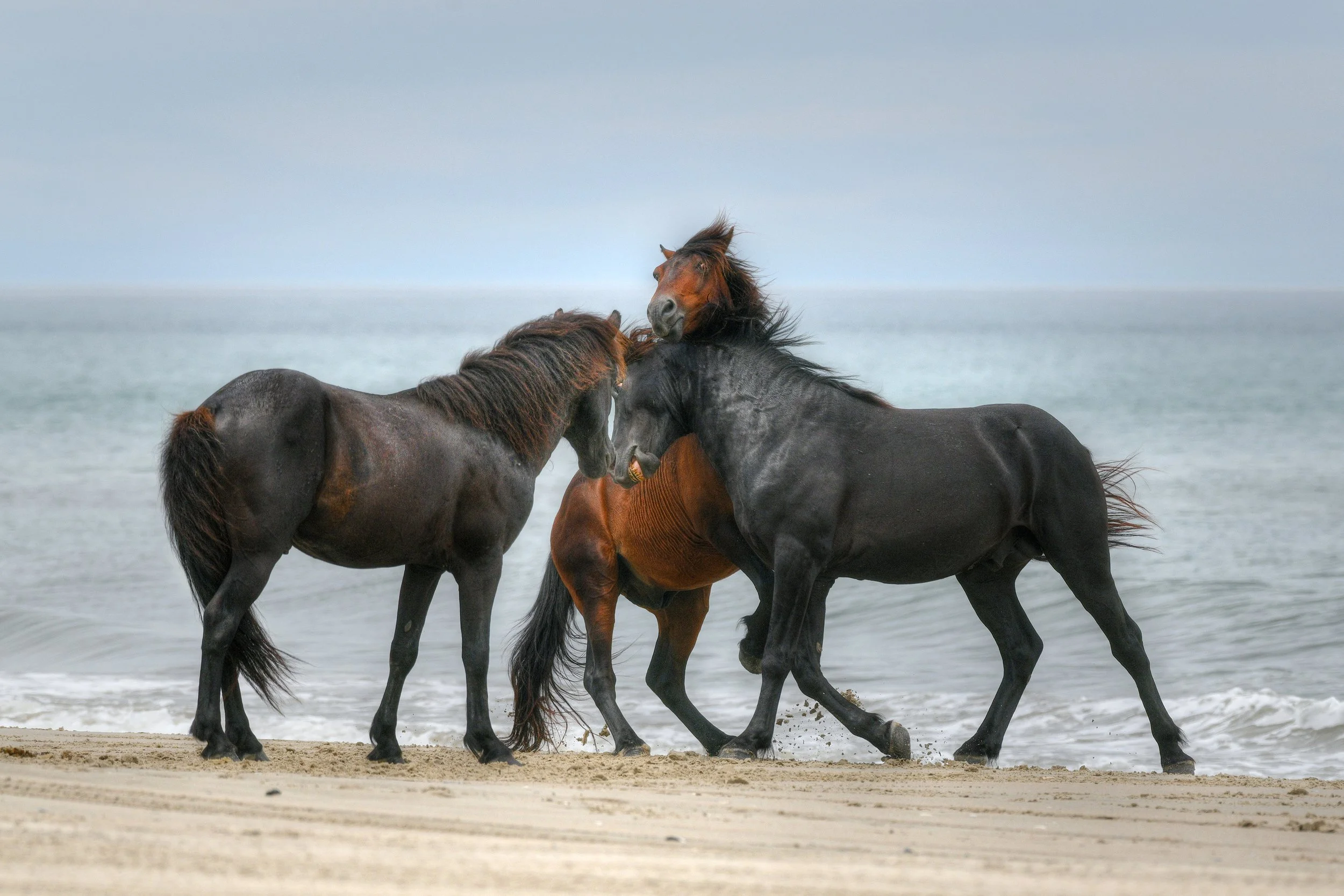 (Wild Horses)