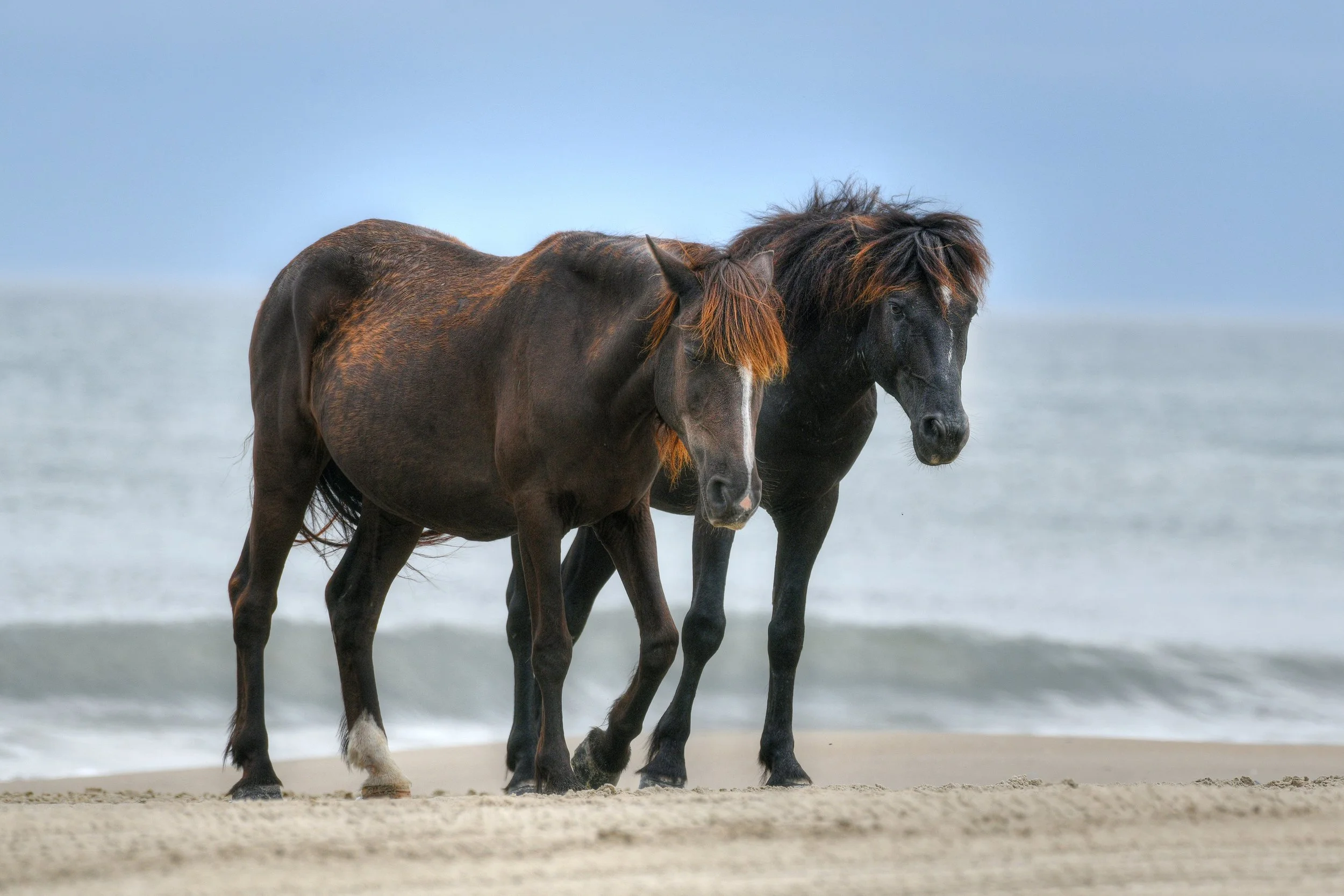 (Wild Horses)