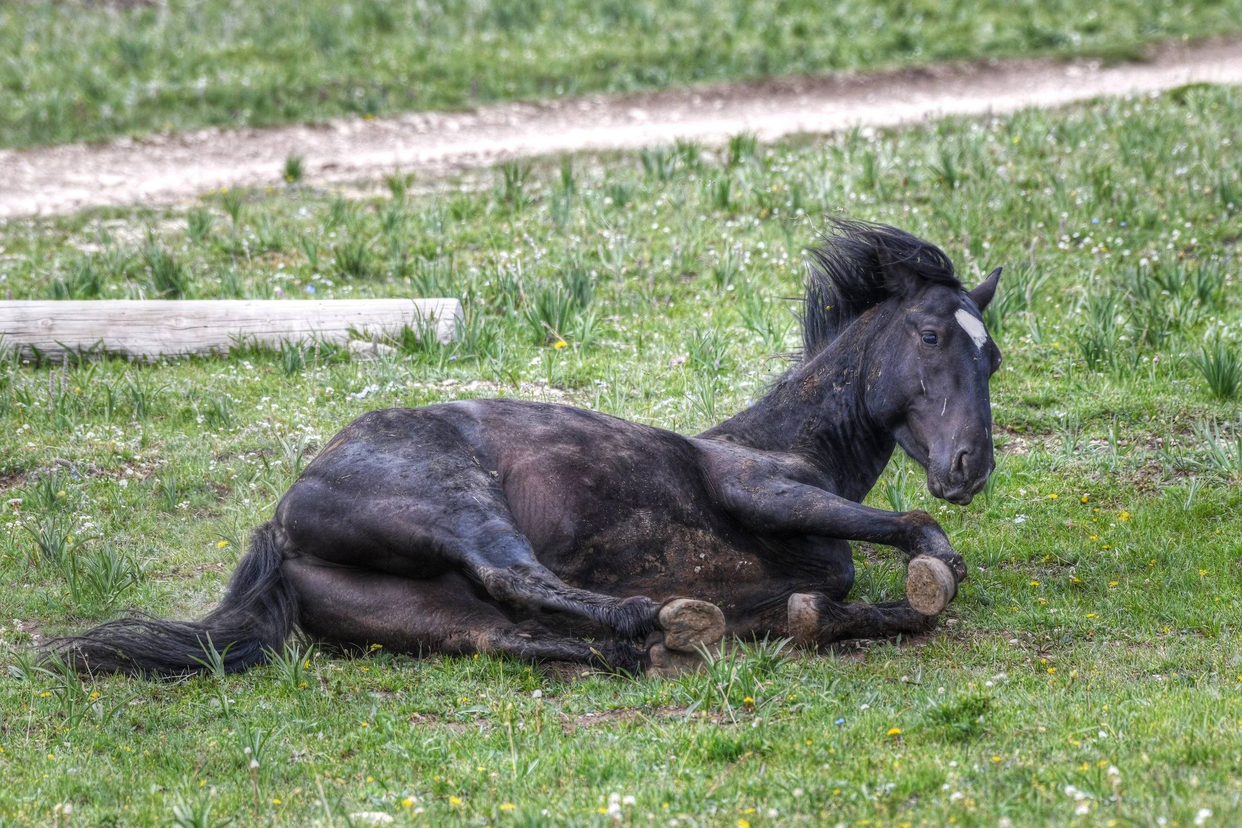 Rolling (Wild Horses)
