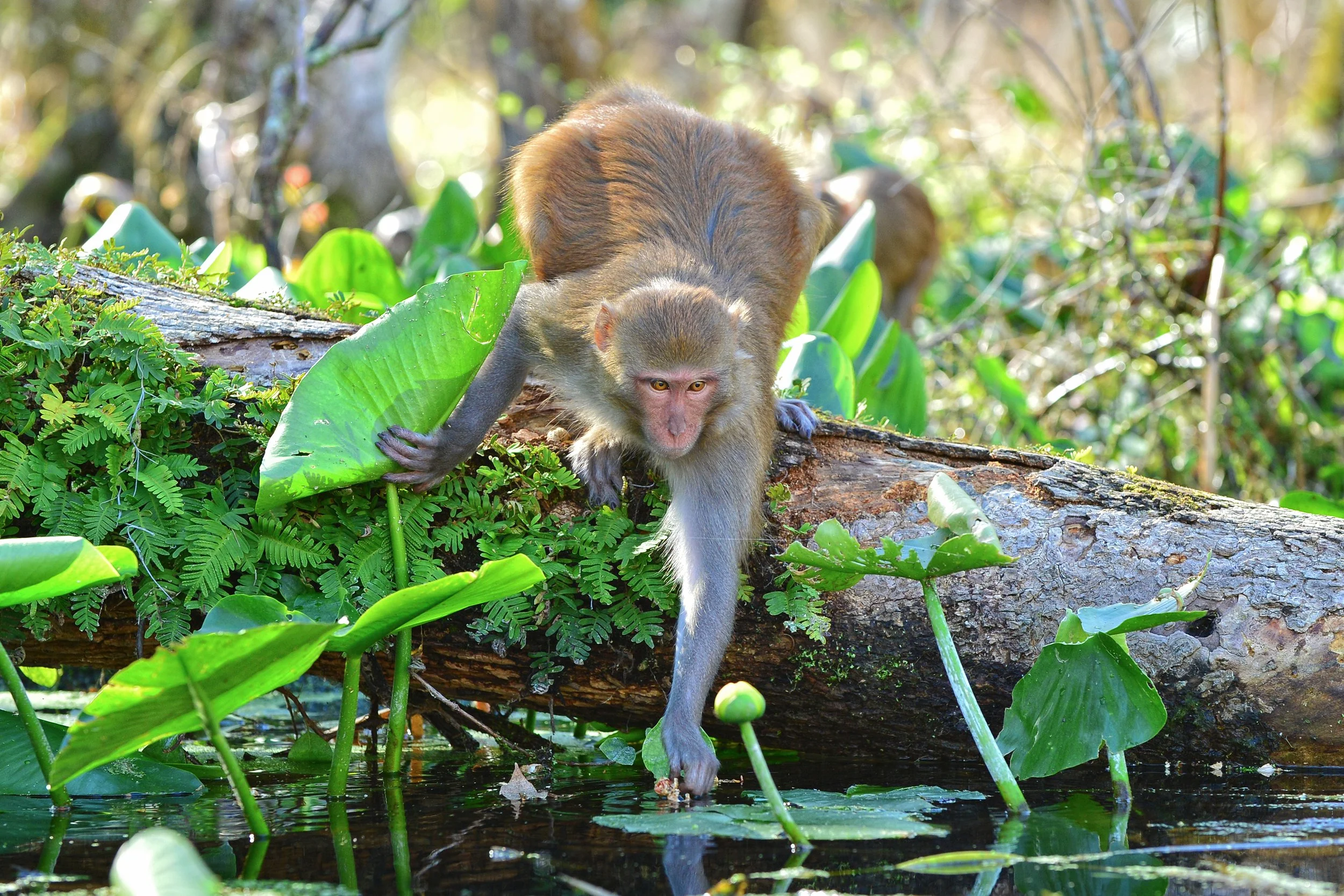 (Rhesus Monkey)