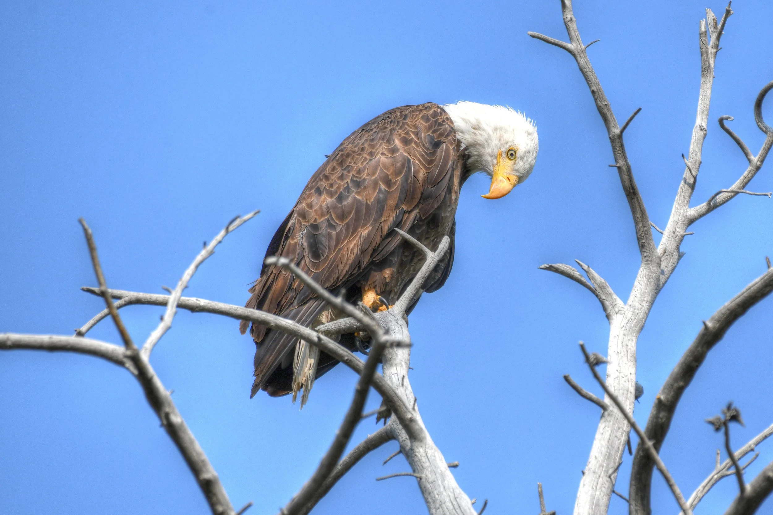 The Lookout (Bald Eagle)
