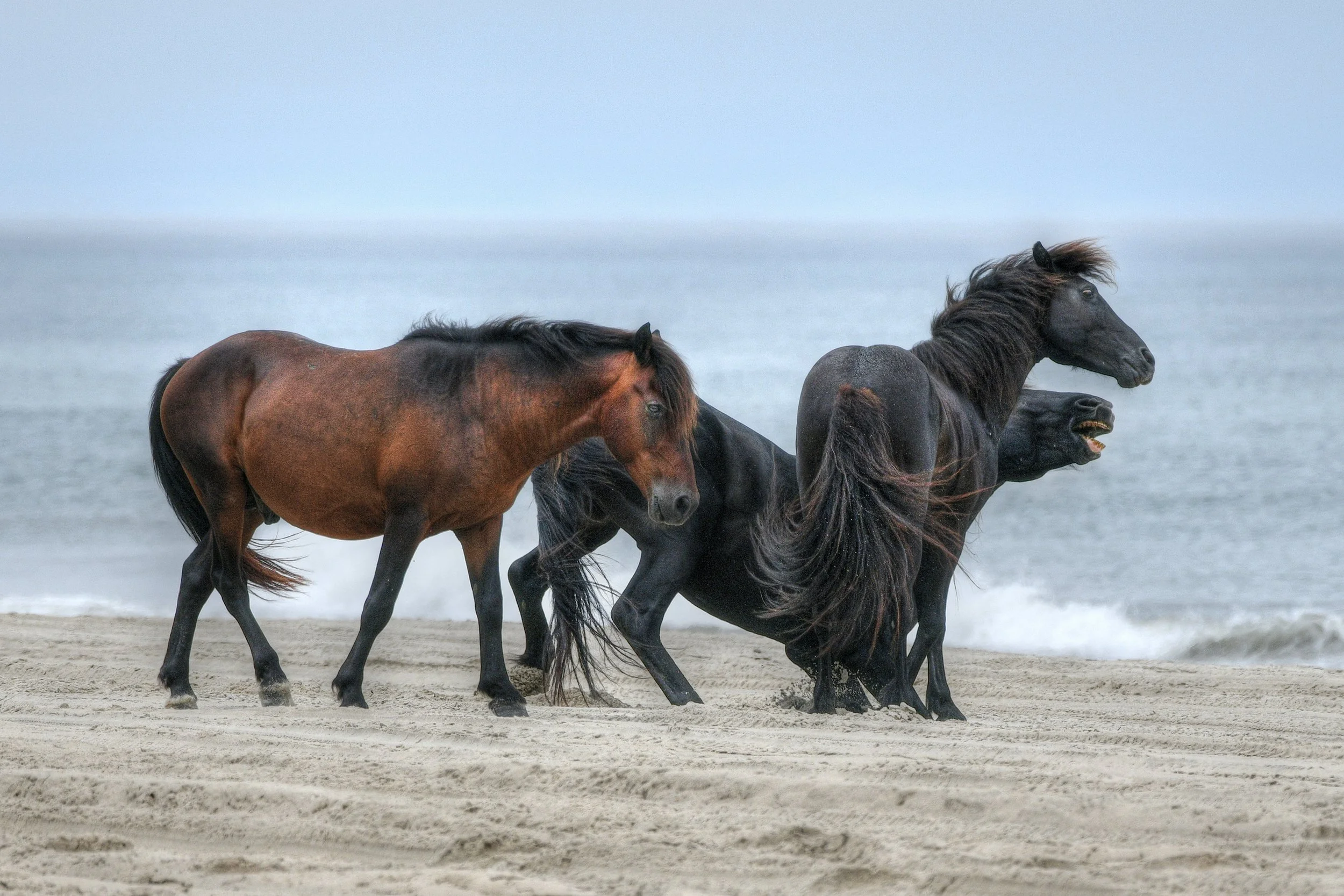 (Wild Horses)