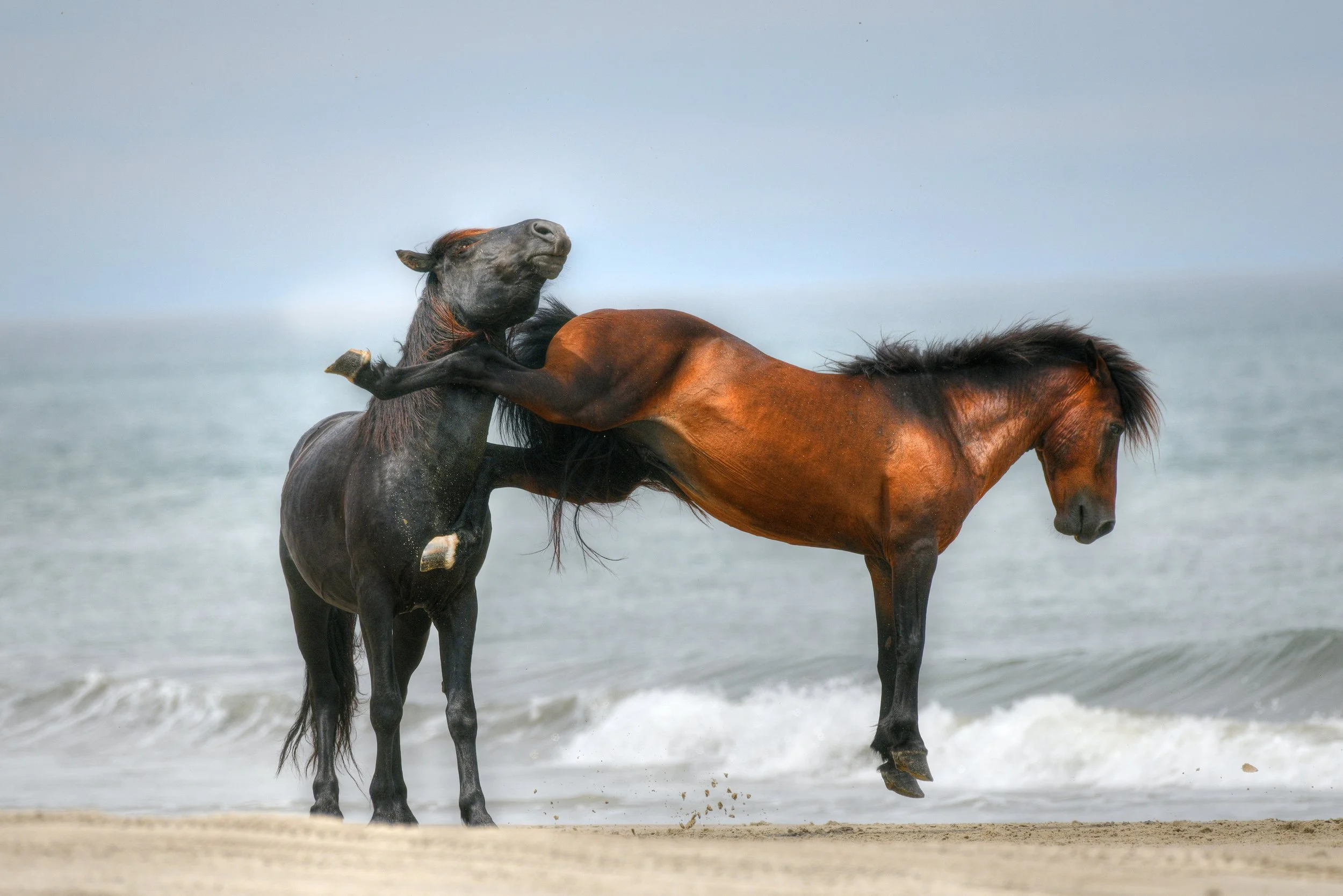 (Wild Horses)