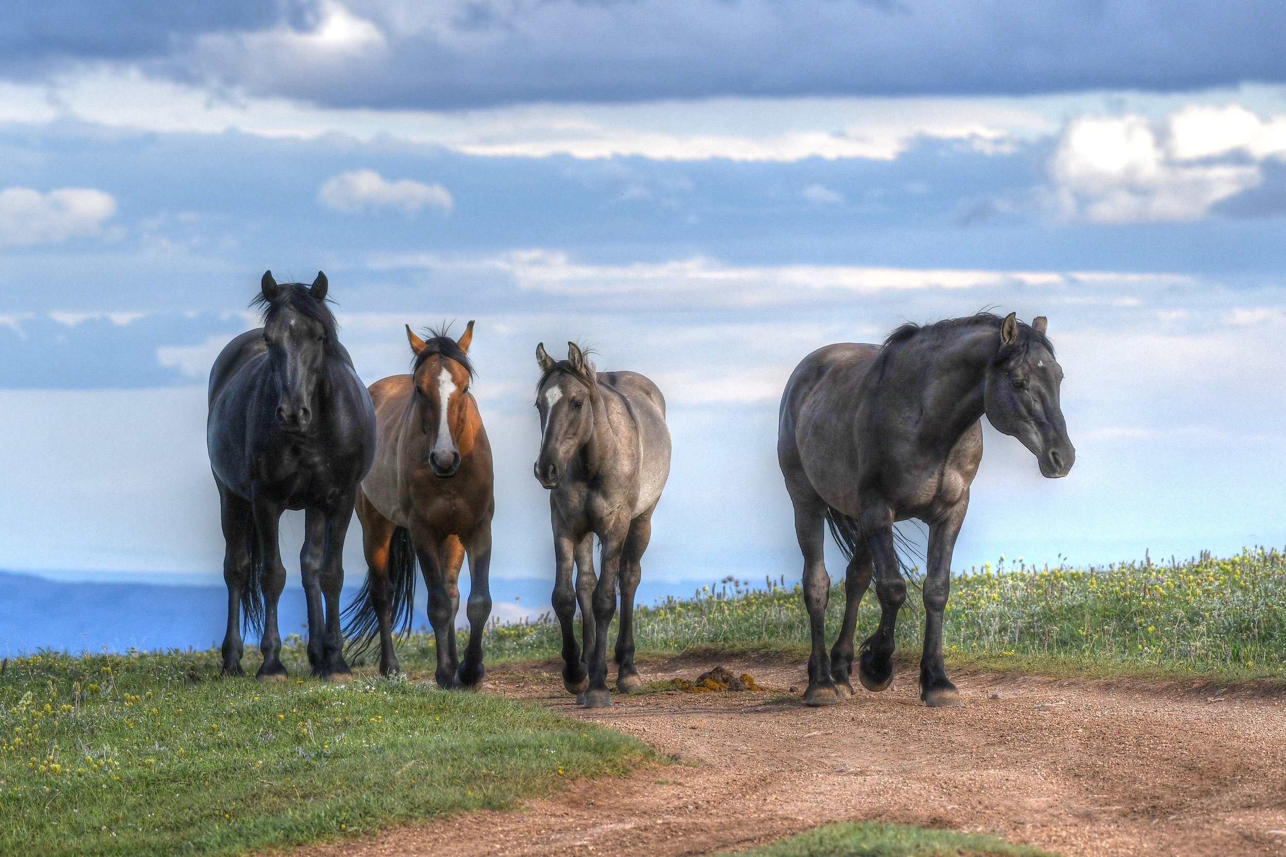 The Wild Four (Wild Horses)