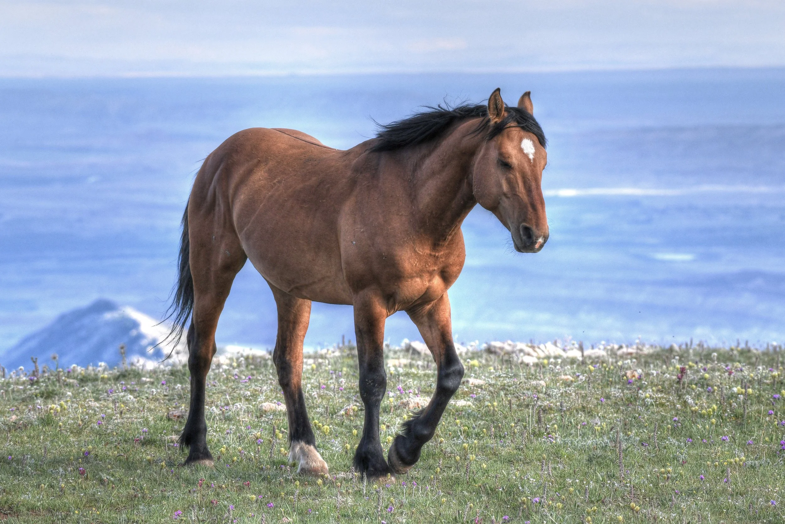 Morning Patrol (Wild Horses)