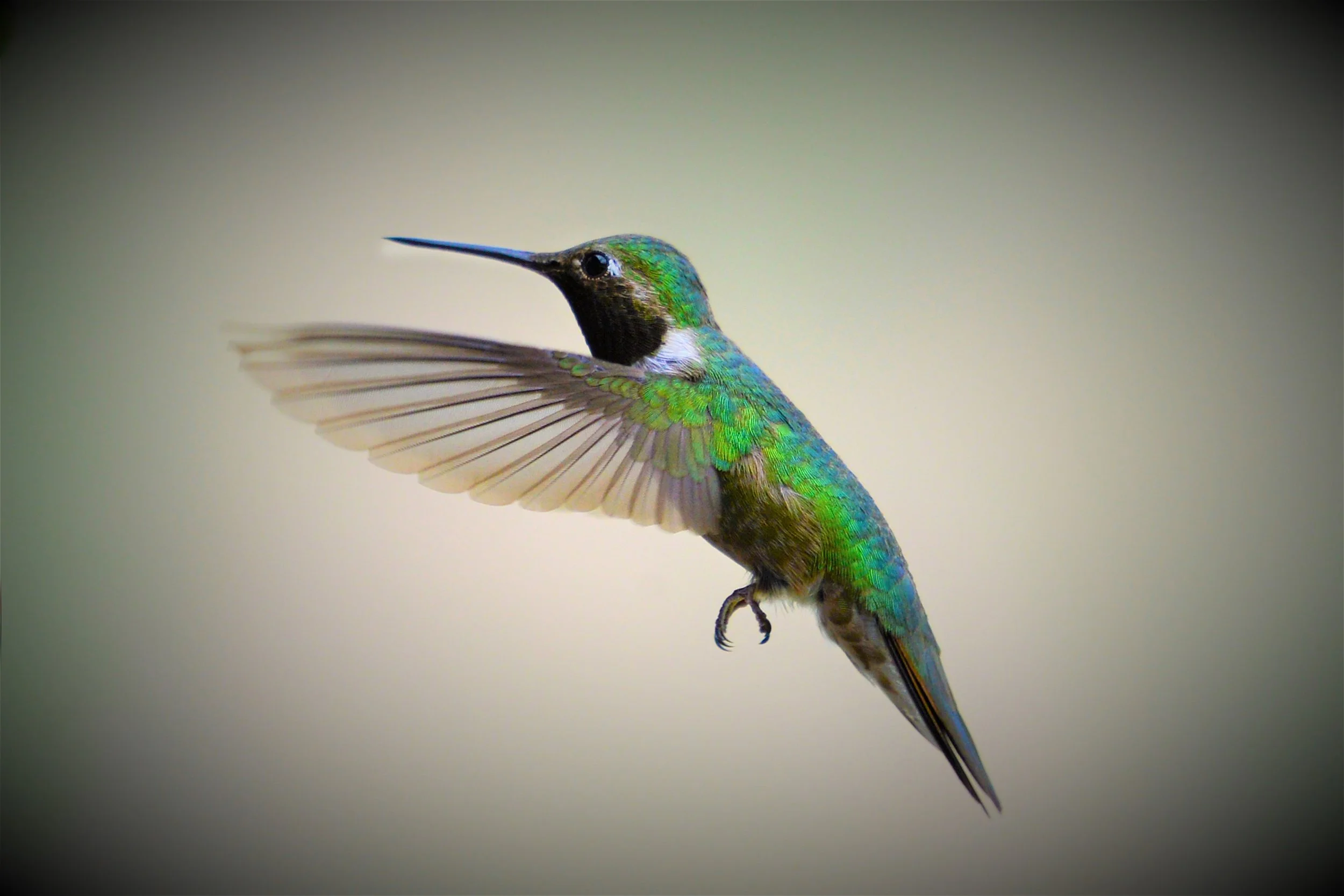 Emerald in Motion