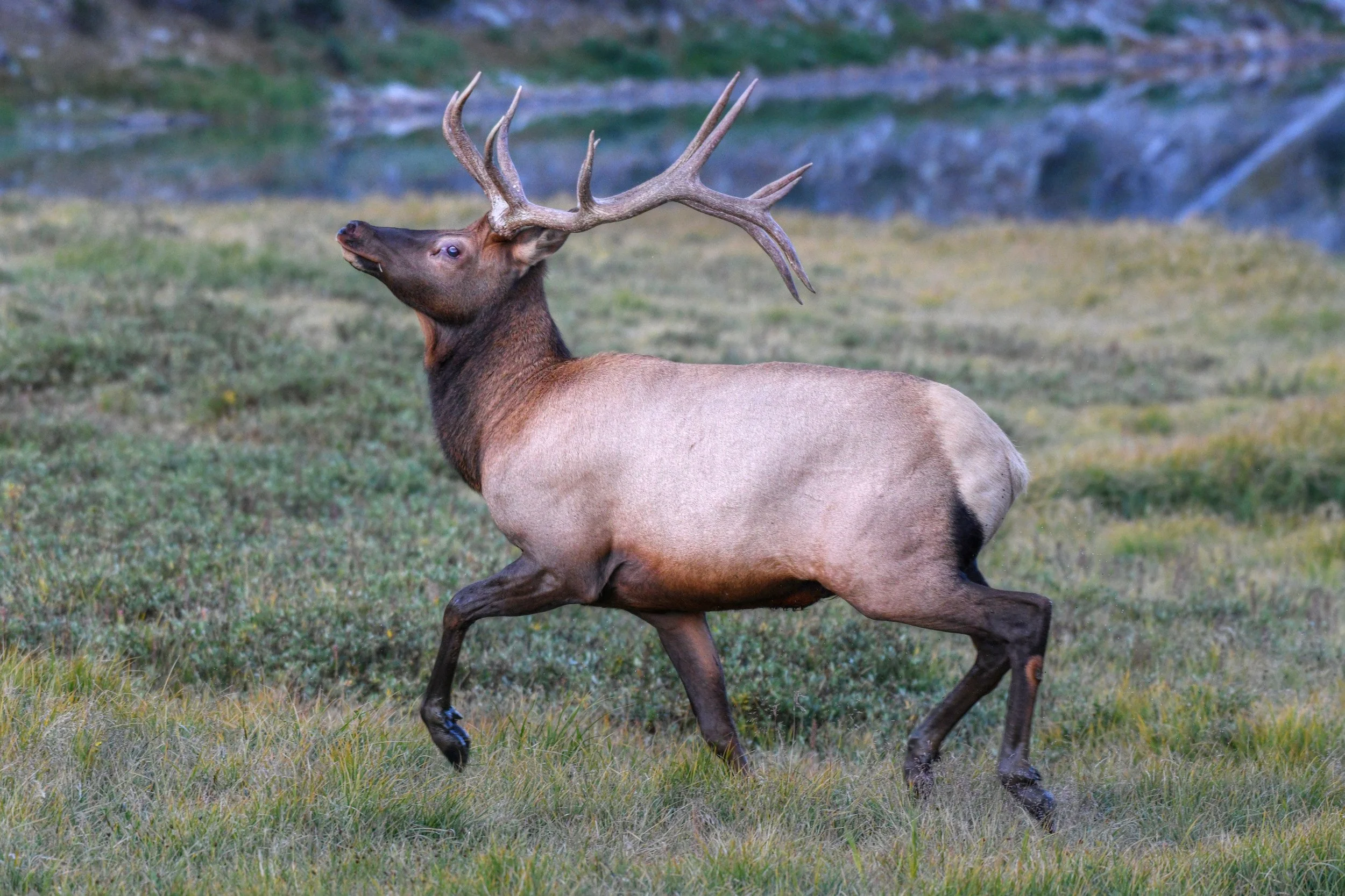 ELK-29-S.jpg