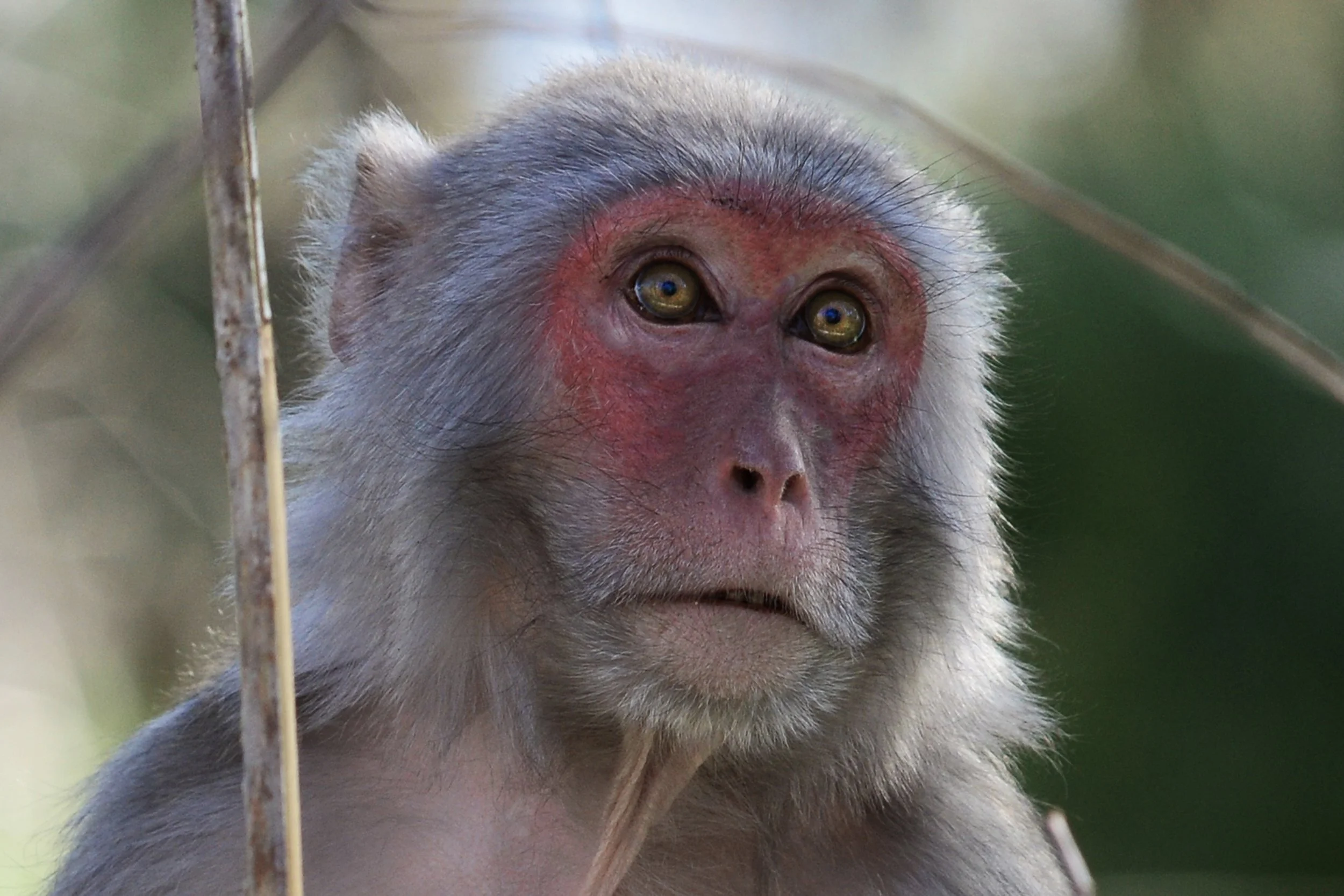 (Rhesus Monkey)