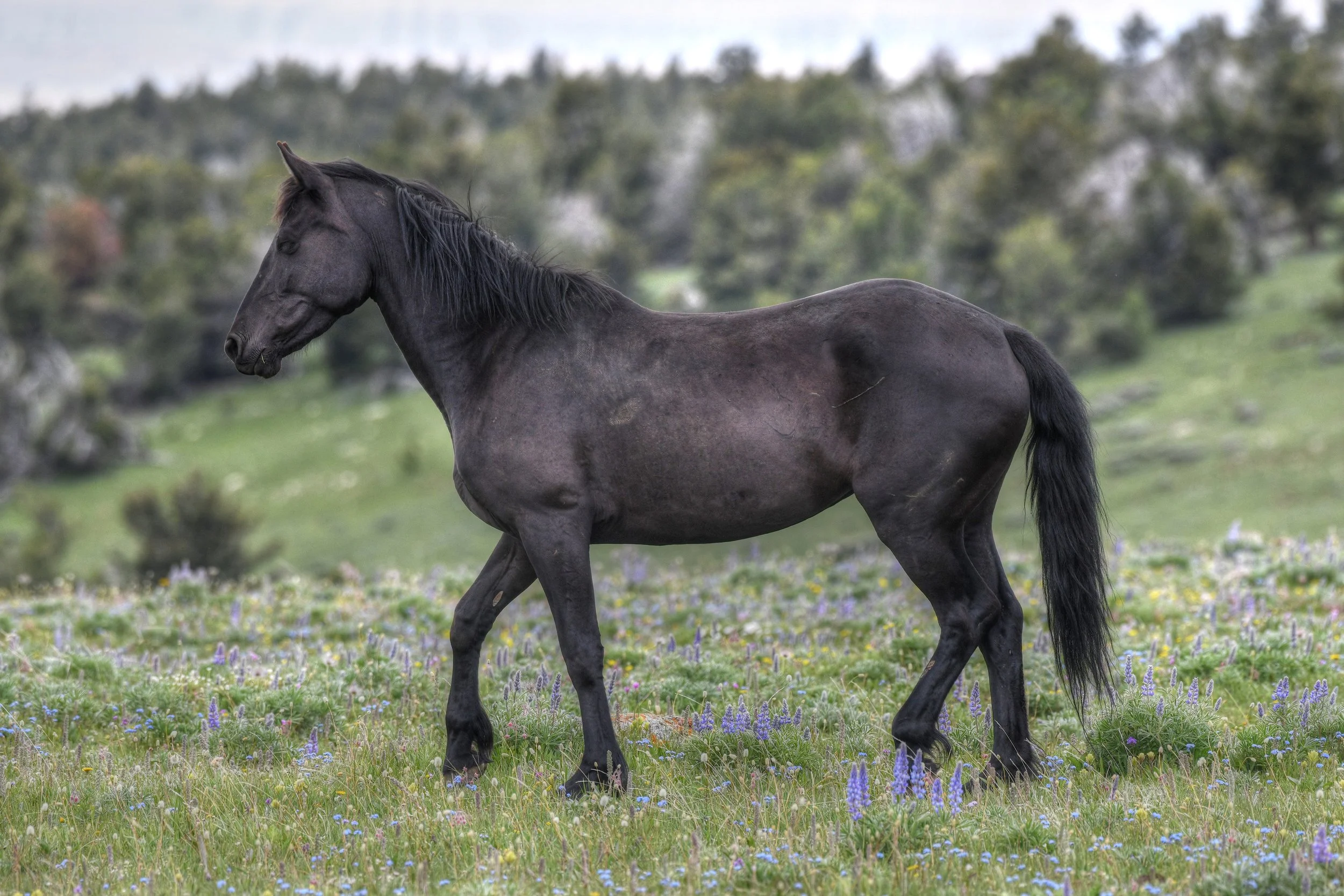 Grace in Black (Wild Horses)