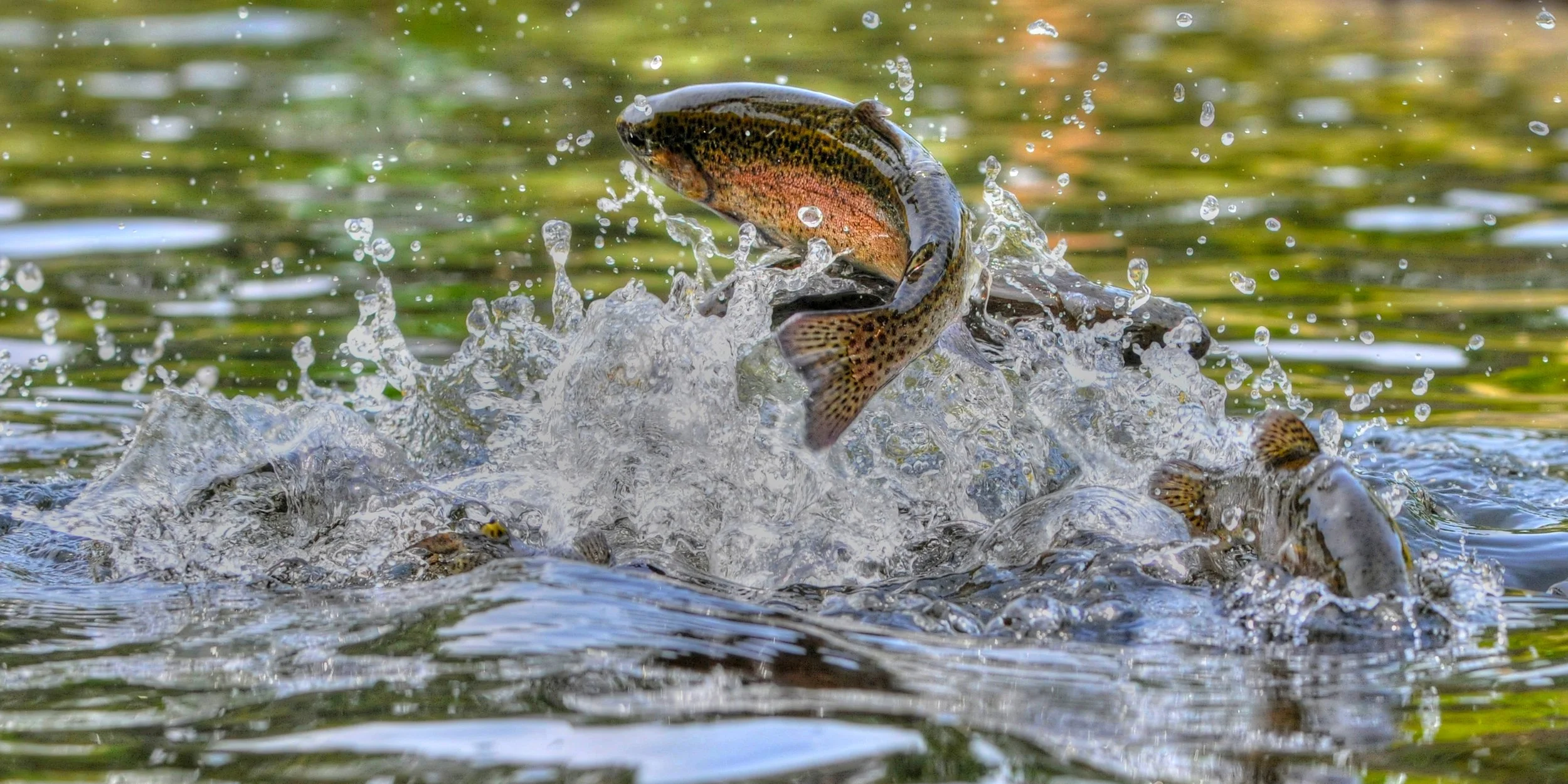 Fish-1-S.jpg