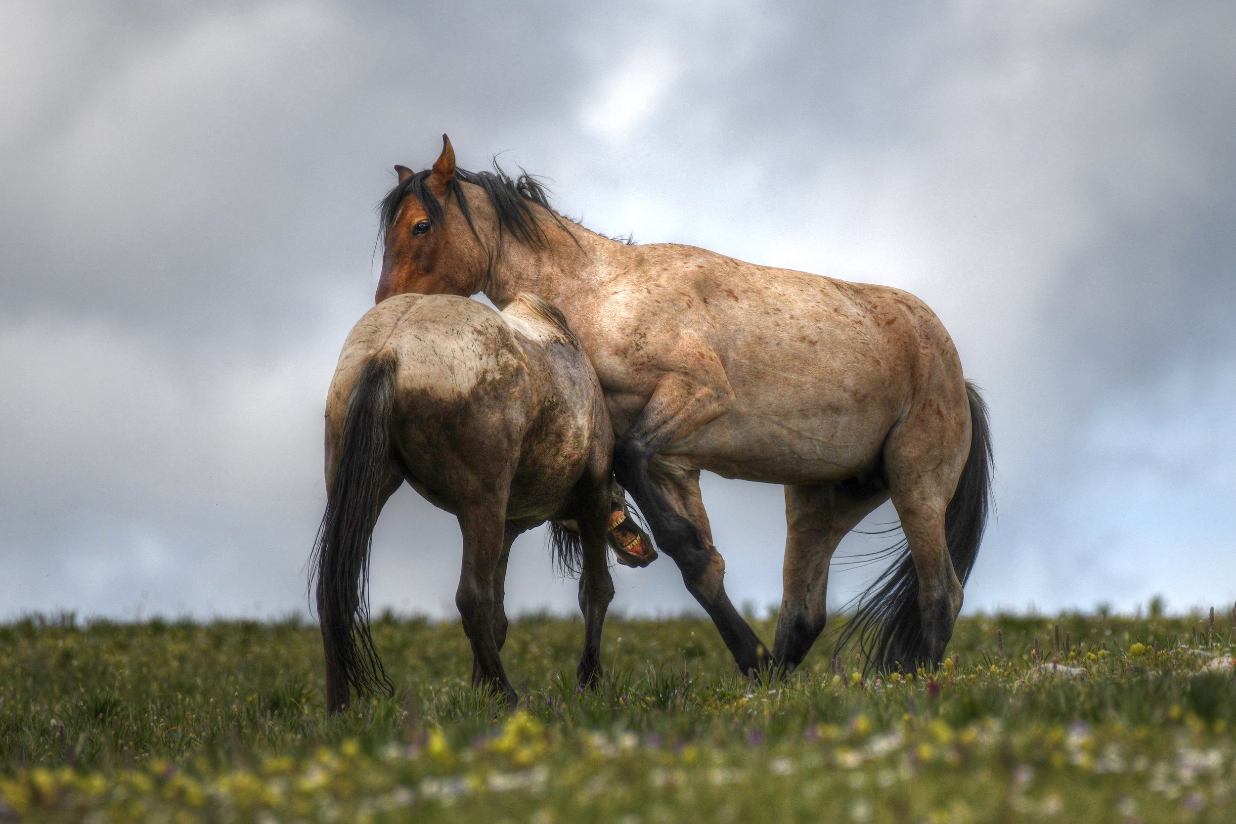 Horse Bite (Wild Horses)