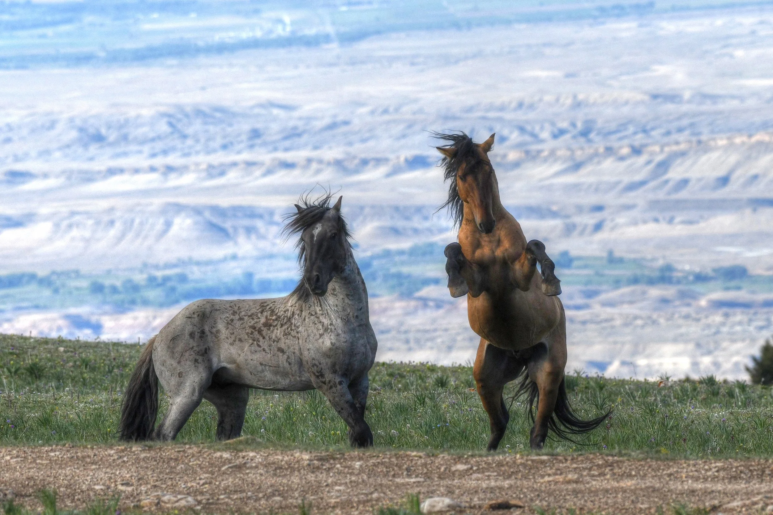 Coastal Rivals (Wild Horses)