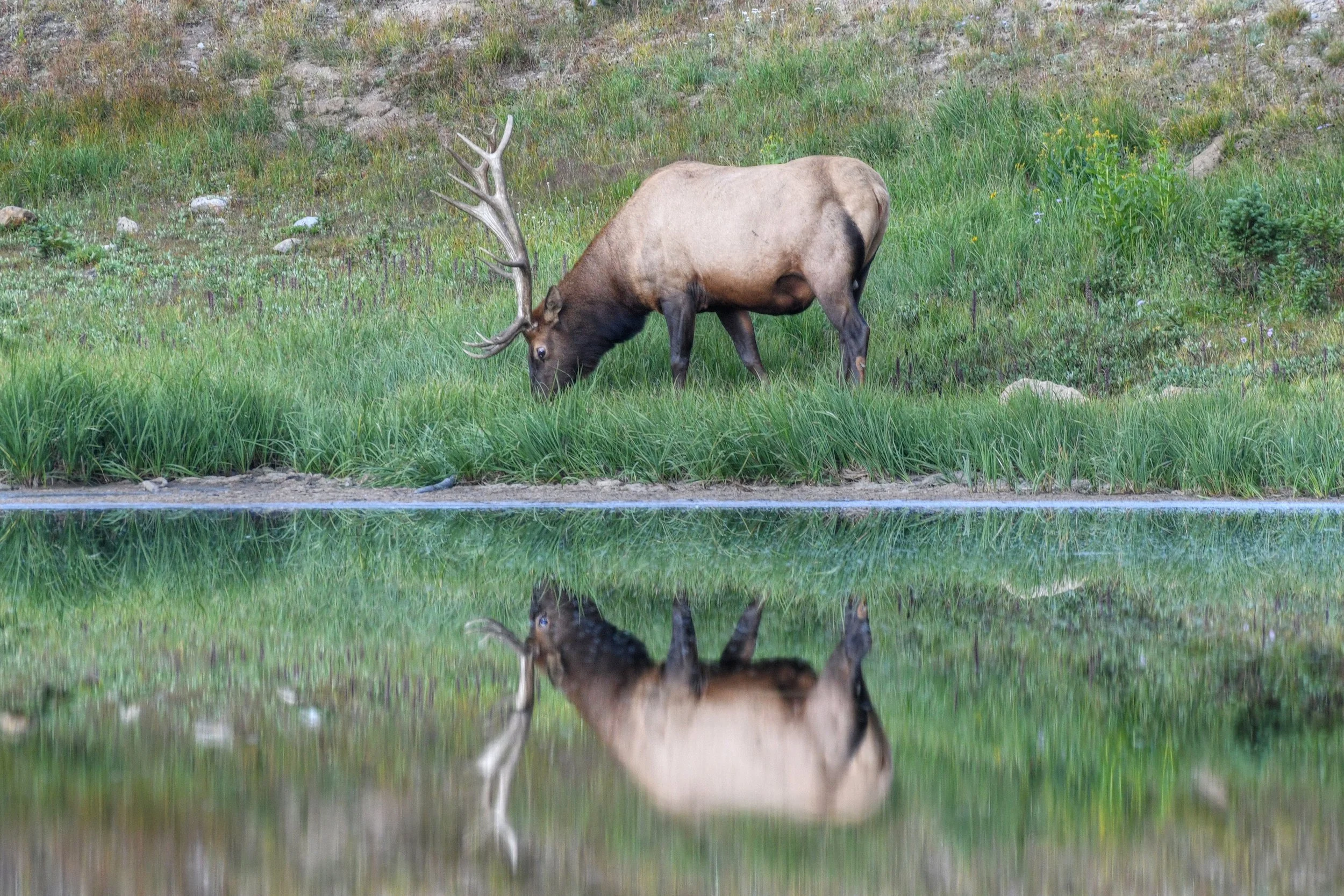 (Elk, Colorado)