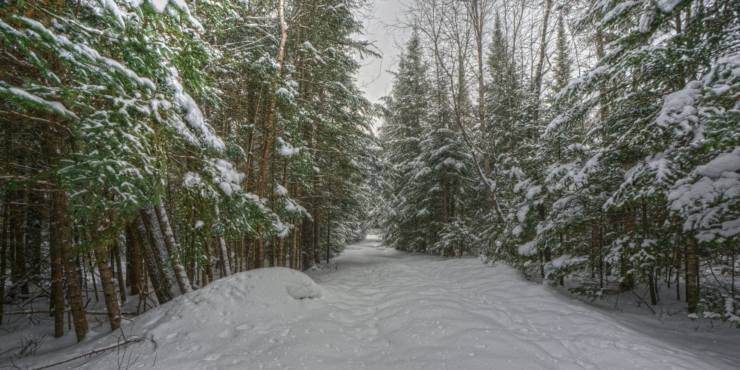 Snow Covered Path (Frederic, MI)