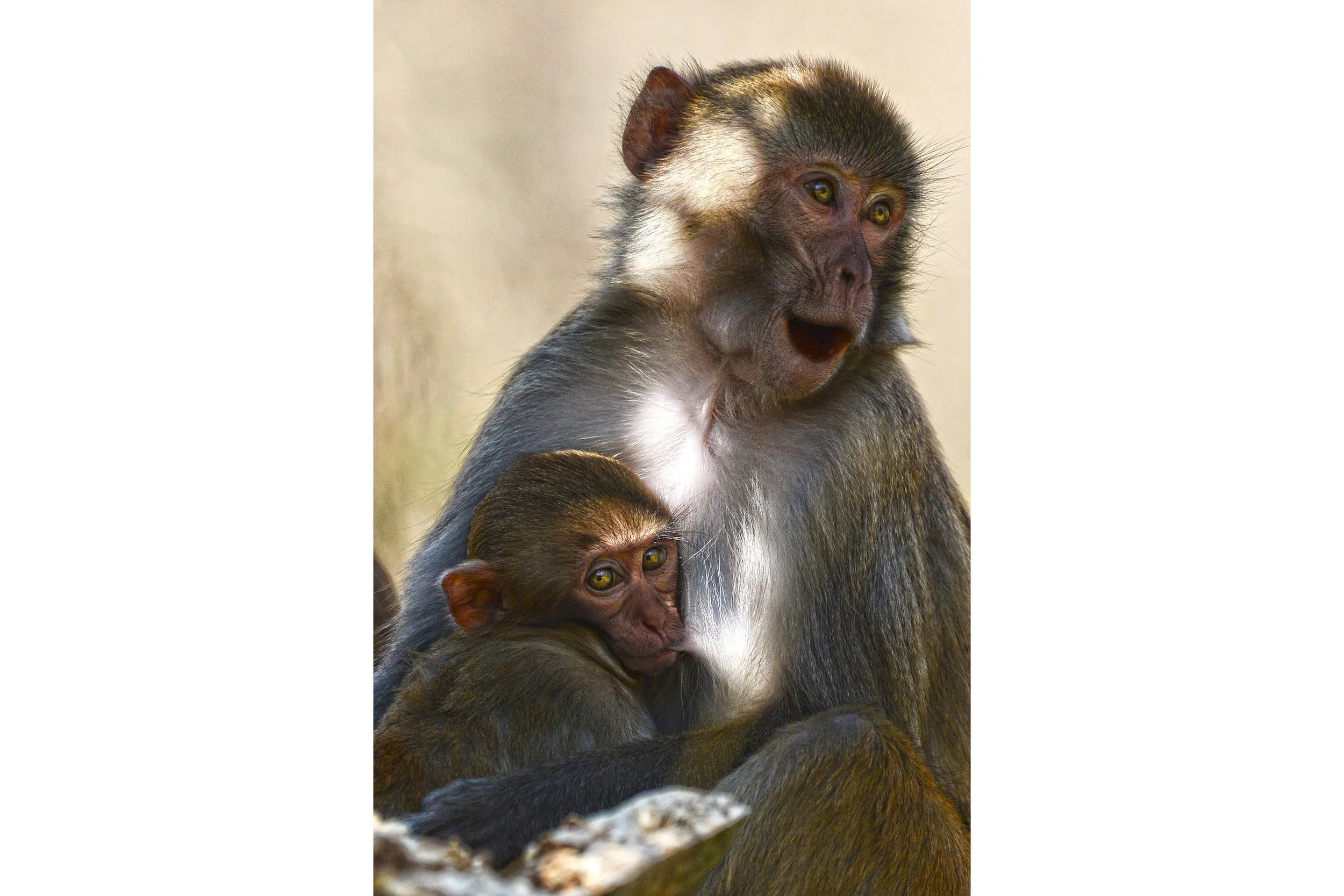 Under Her Wing (Rhesus Monkey)