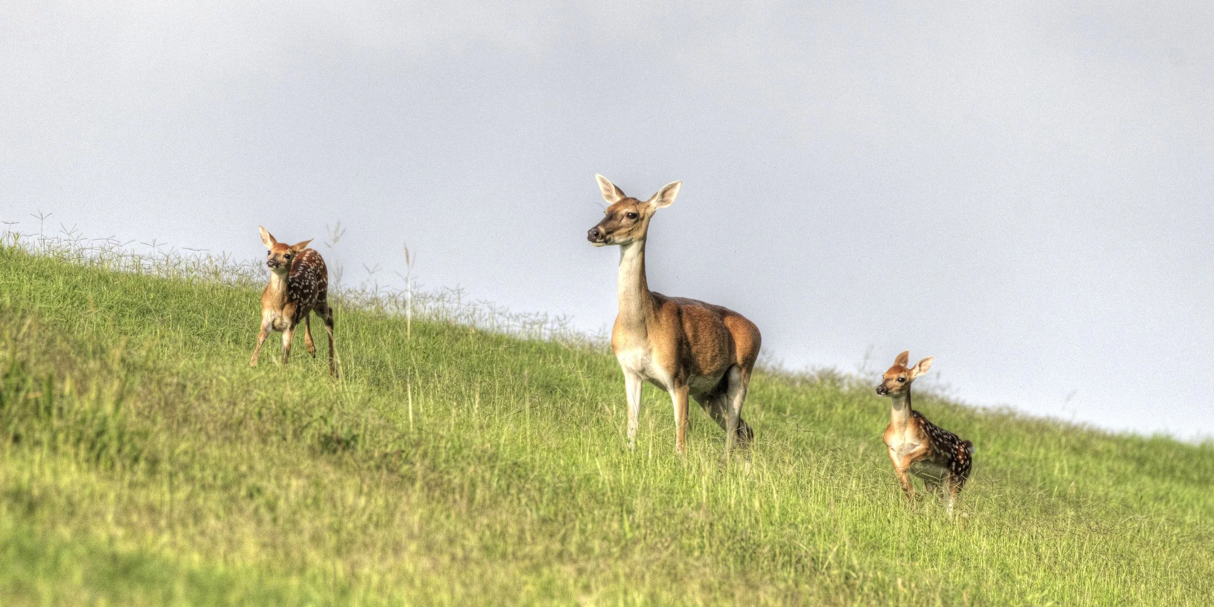 (Whitetail Deer)