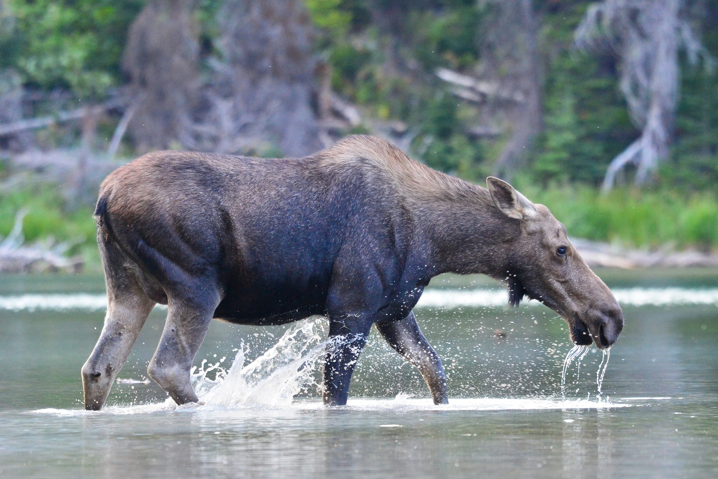 Moose-12-S.jpg