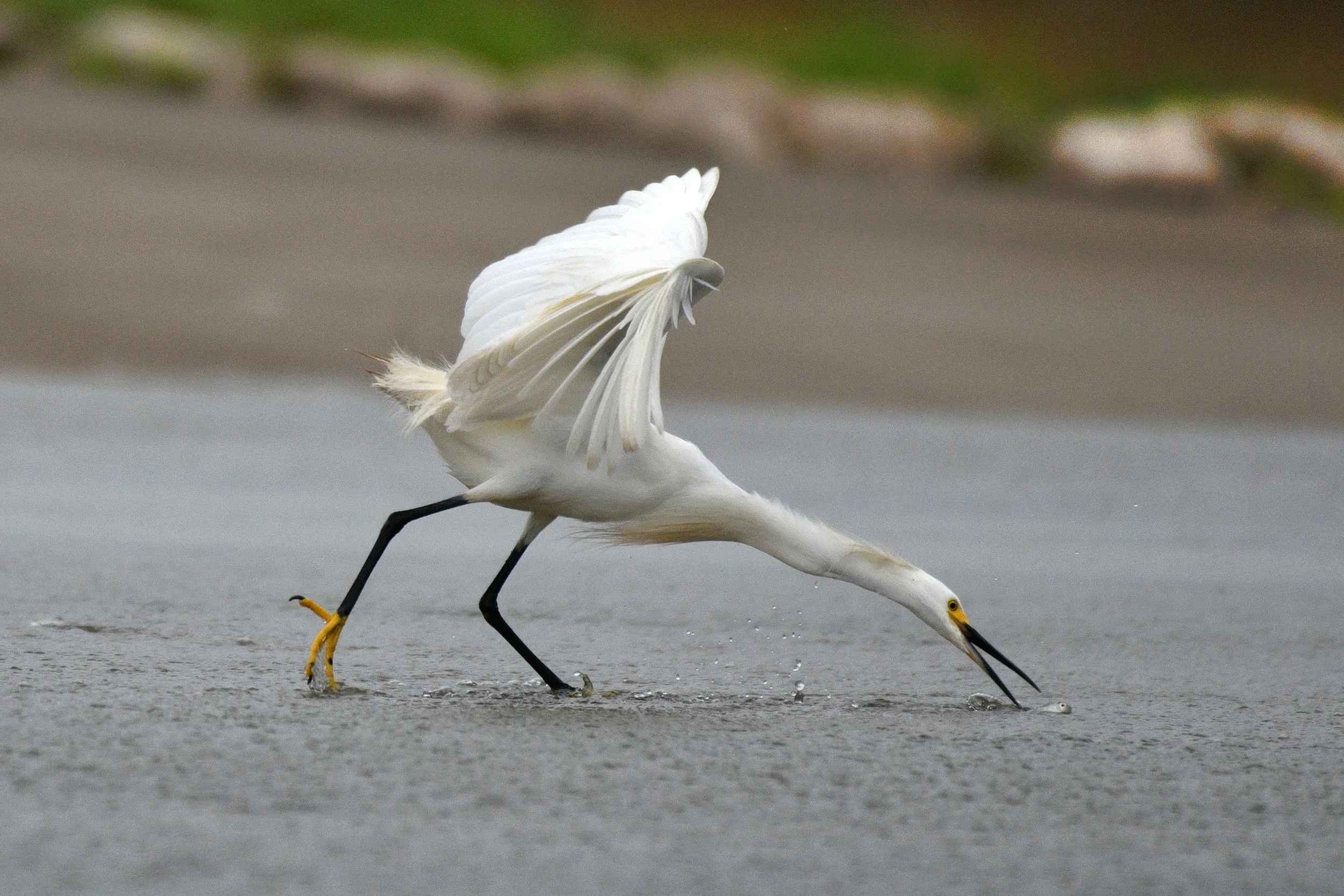 Stretch for a Catch