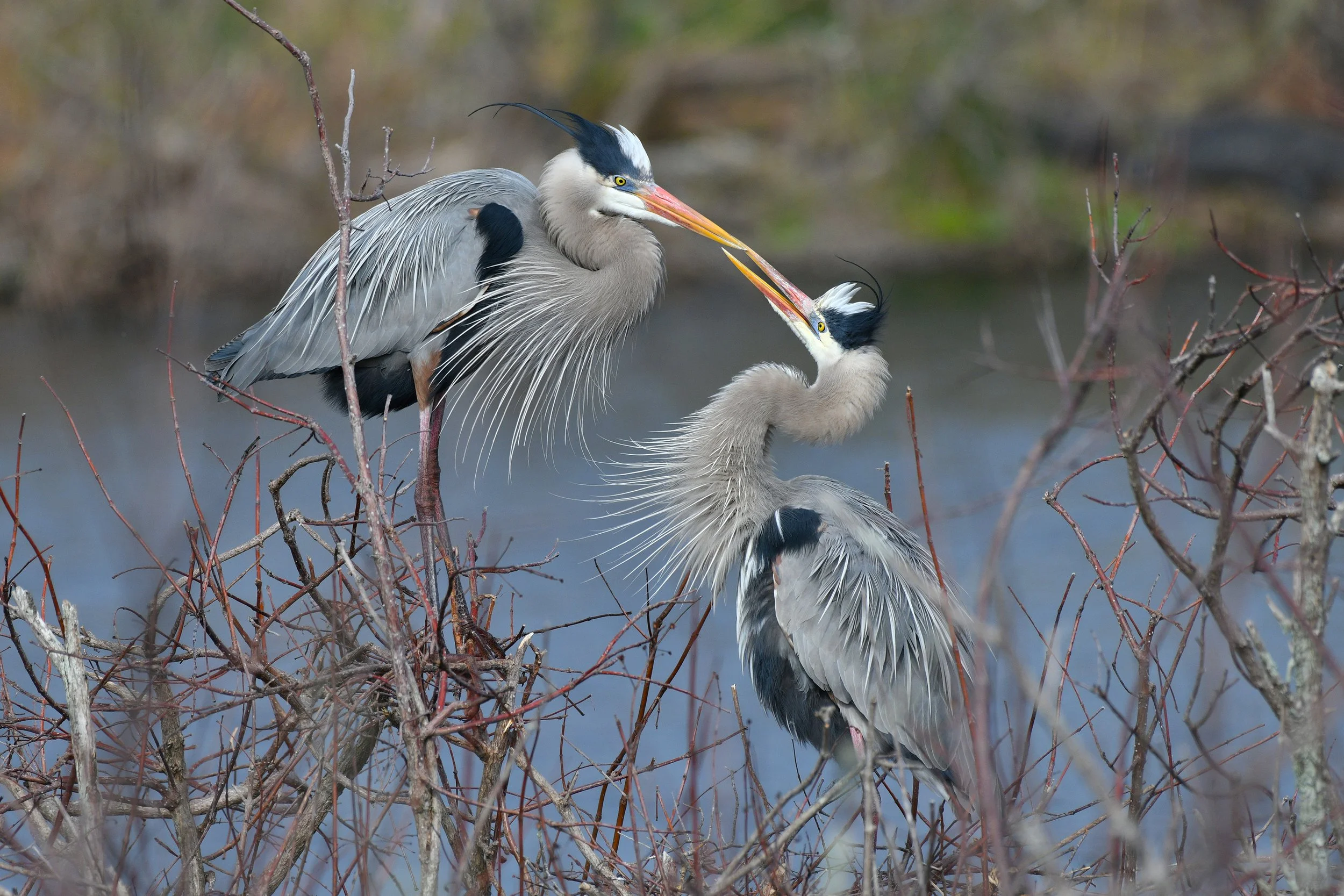 GBH-1.jpg