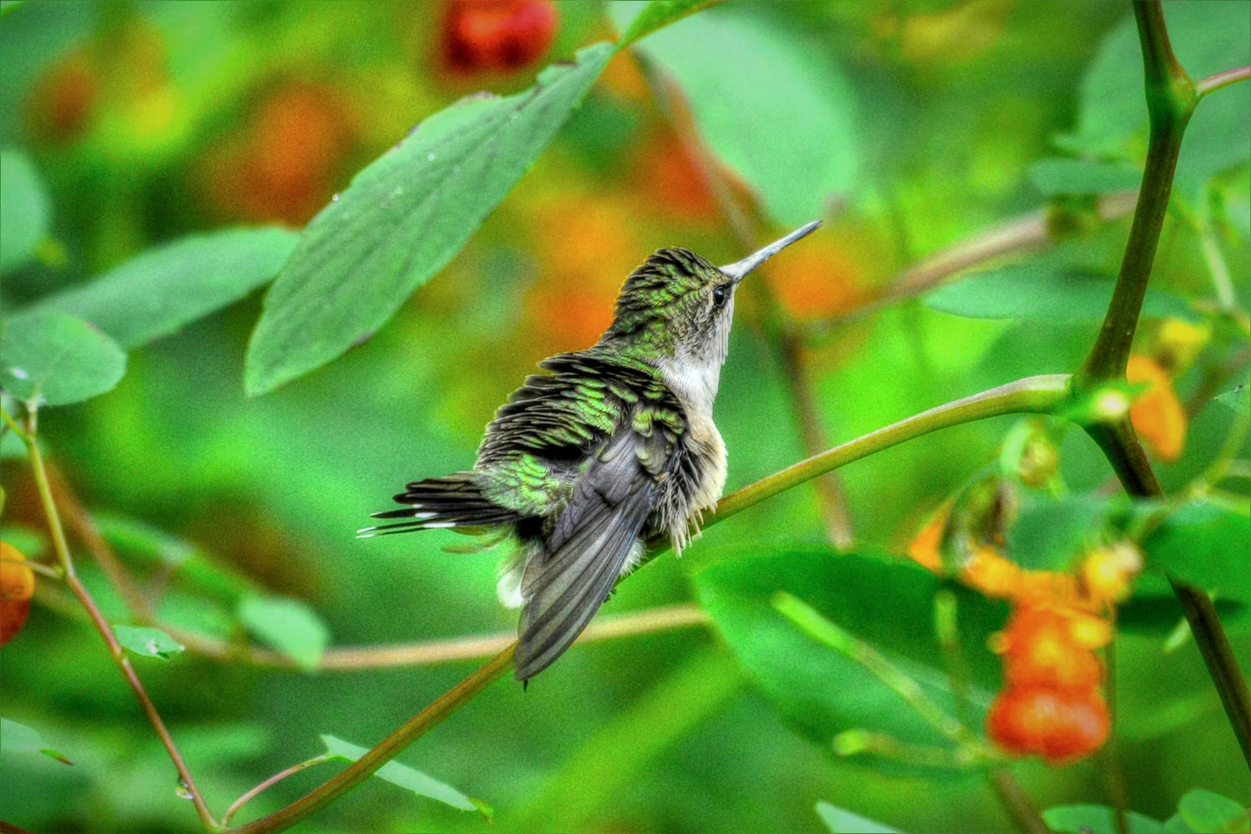 Fluff-Hummingbird