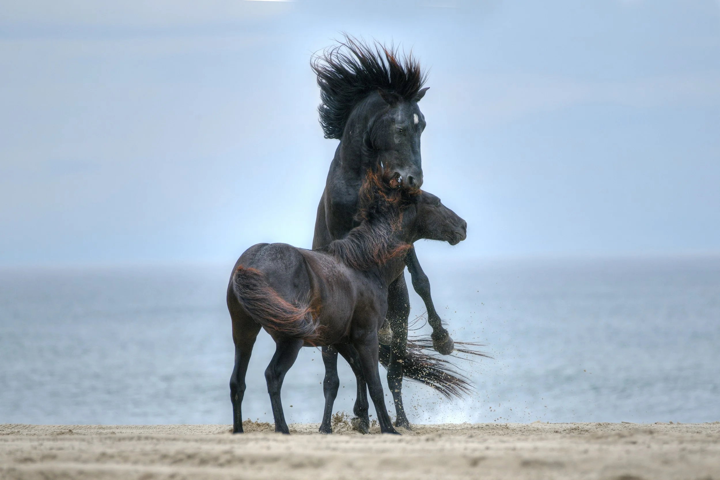 (Wild Horses)