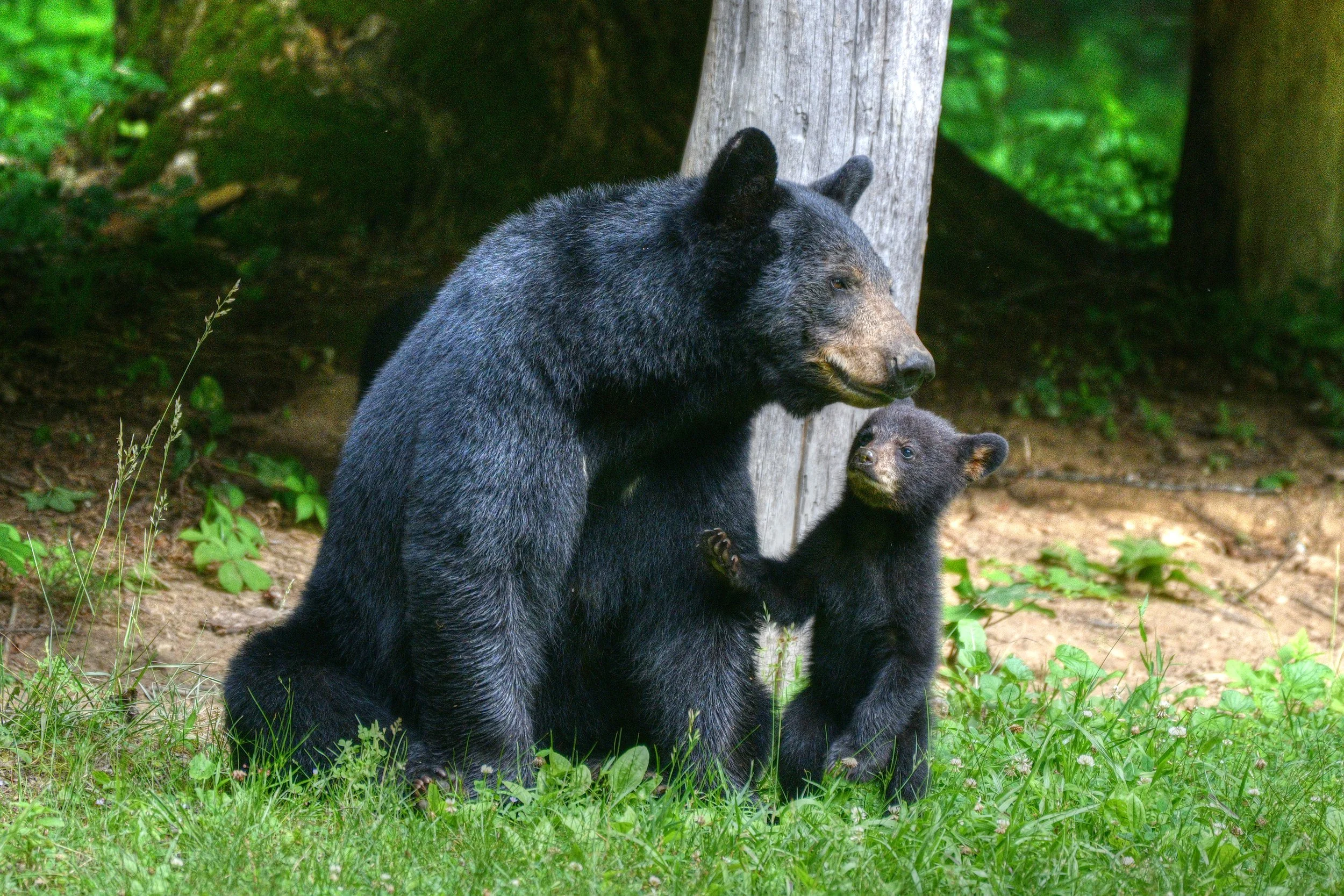 Bear-7-S.jpg